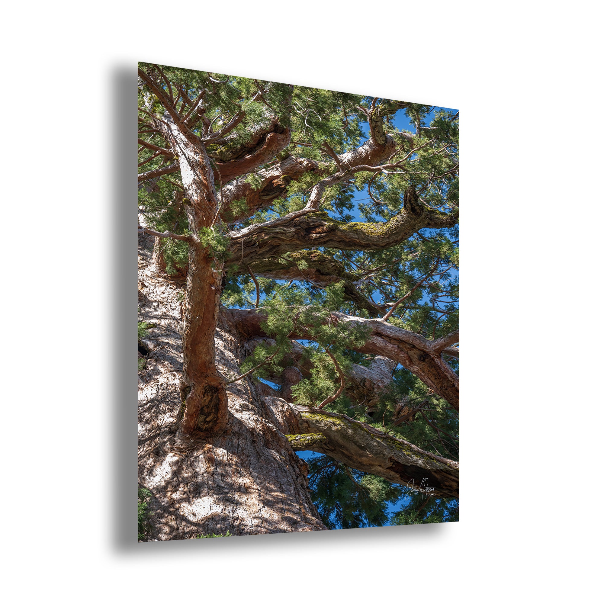 Giant Sequoia Tree Forest Picture Nature Photo, Yosemite Mariposa Grove Redwood Trees, Forest Bathing Relaxation Artwork for Nature Lovers