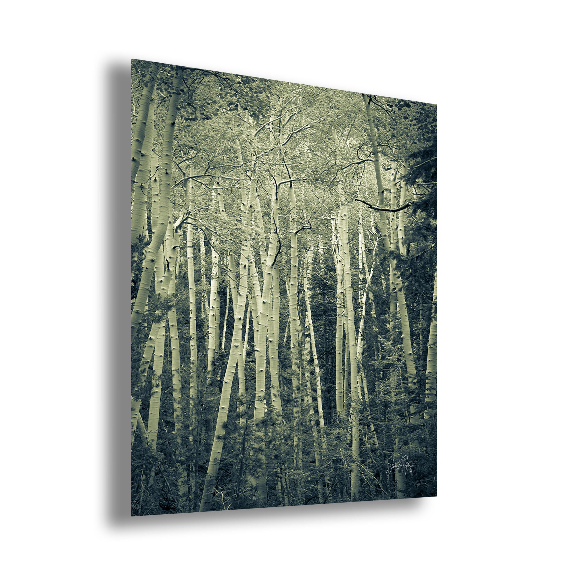 Aspen Tree Forest Picture Nature Photo, Forest Bathing Relaxation Artwork, Rustic Wall Art for Bedroom, Office, & House Decor