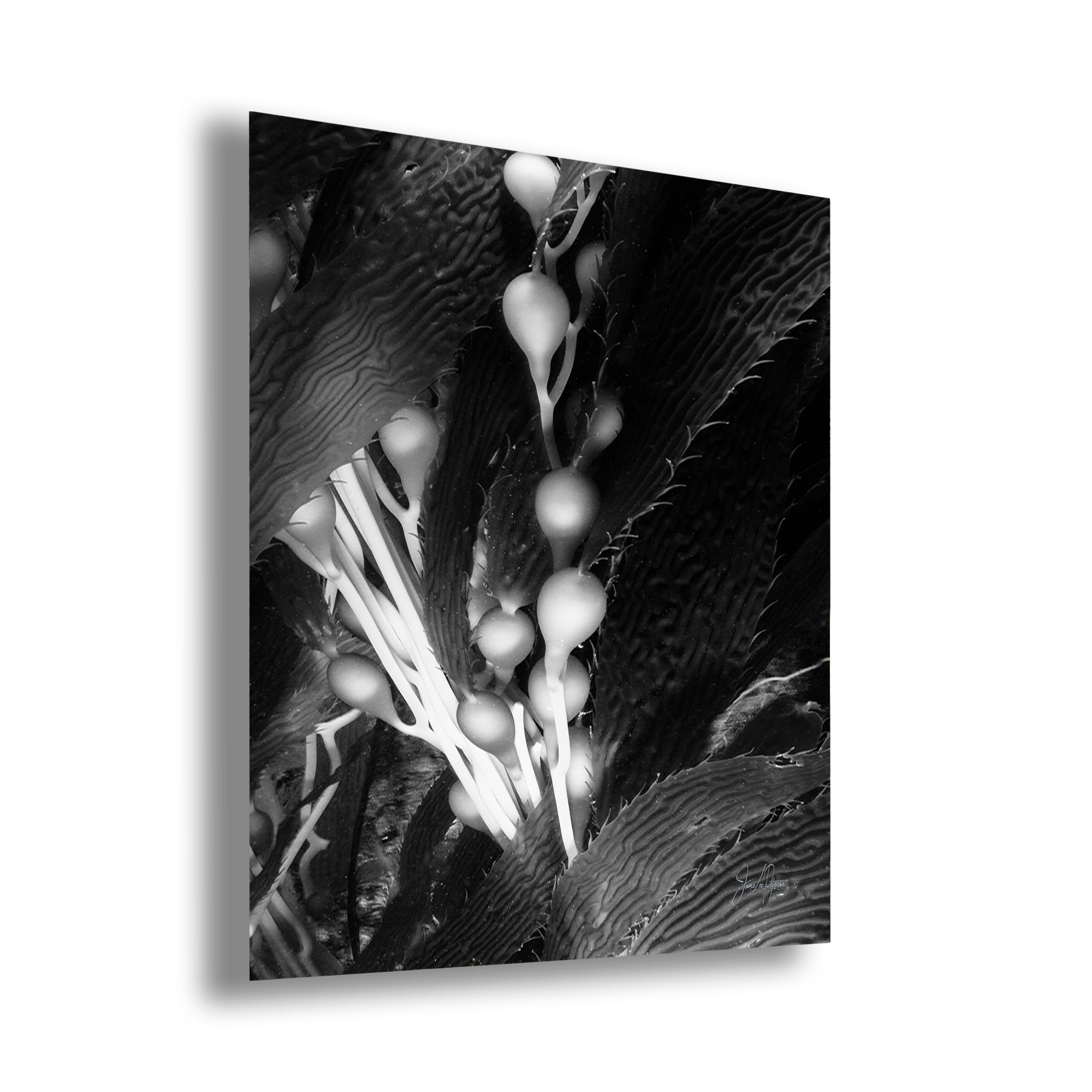 Limited Edition Fine Art Photography, Sea Life Art California Giant Kelp, Surrender