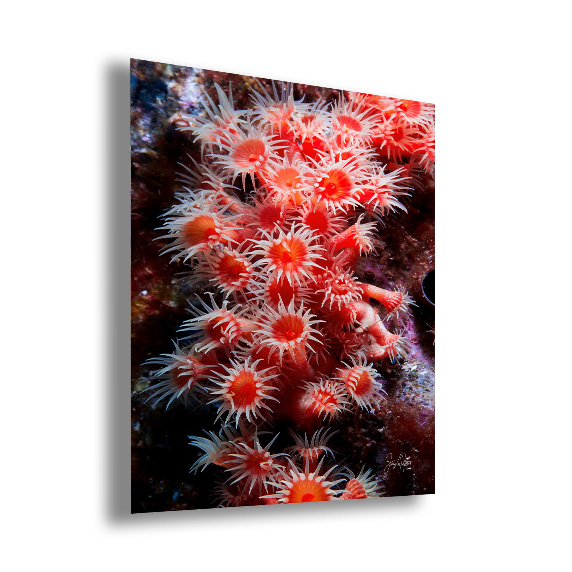 Sea Anemone Picture Ocean Life Underwater Scenery Nature Photo, Marine Biology Wall Art, Coral Reef Decor, Office & Dorm Room Decoration