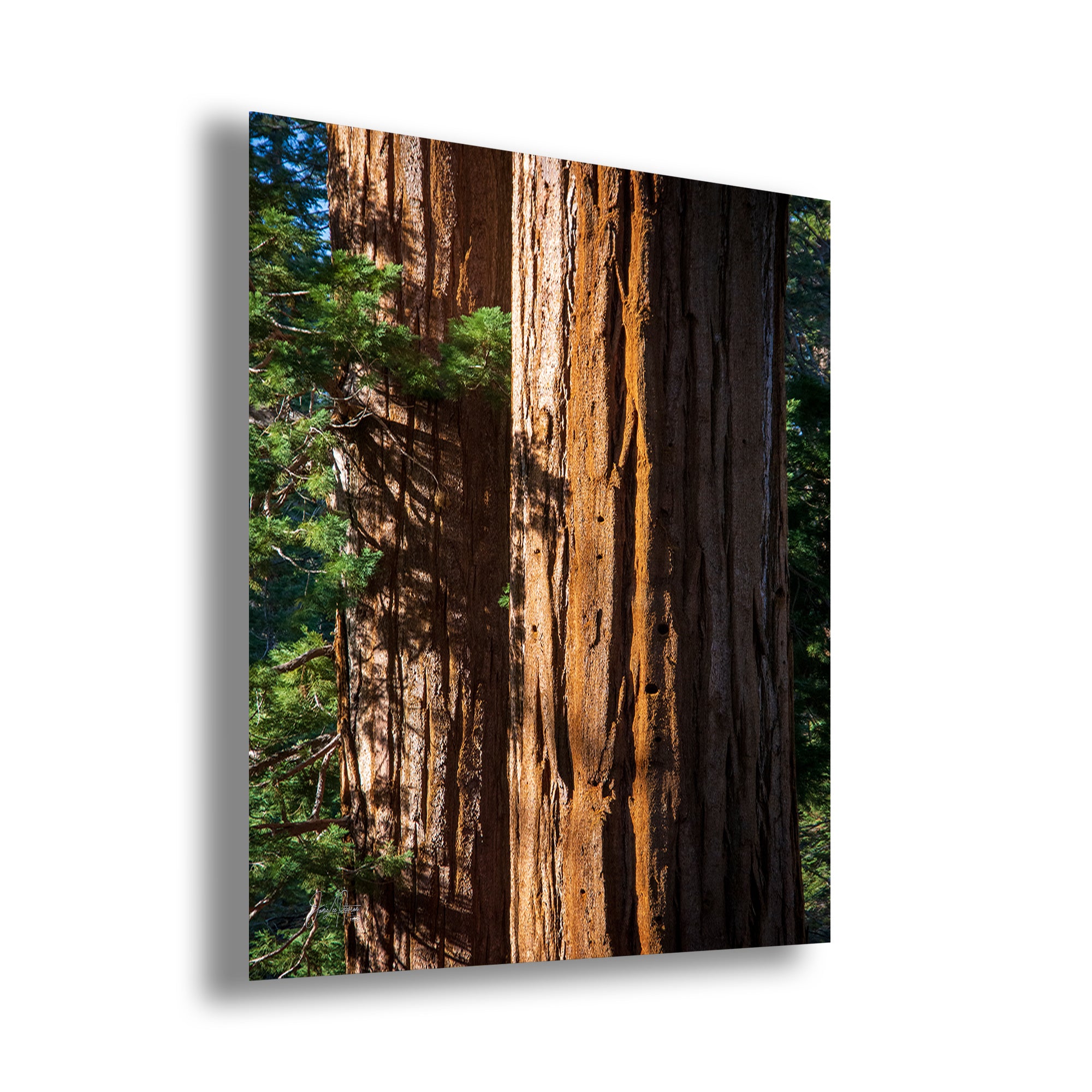 Giant Sequoia Tree Forest Picture Nature Photo, Redwood Trees Wall Art, Forest Bathing National Park Poster, Relaxation Decor