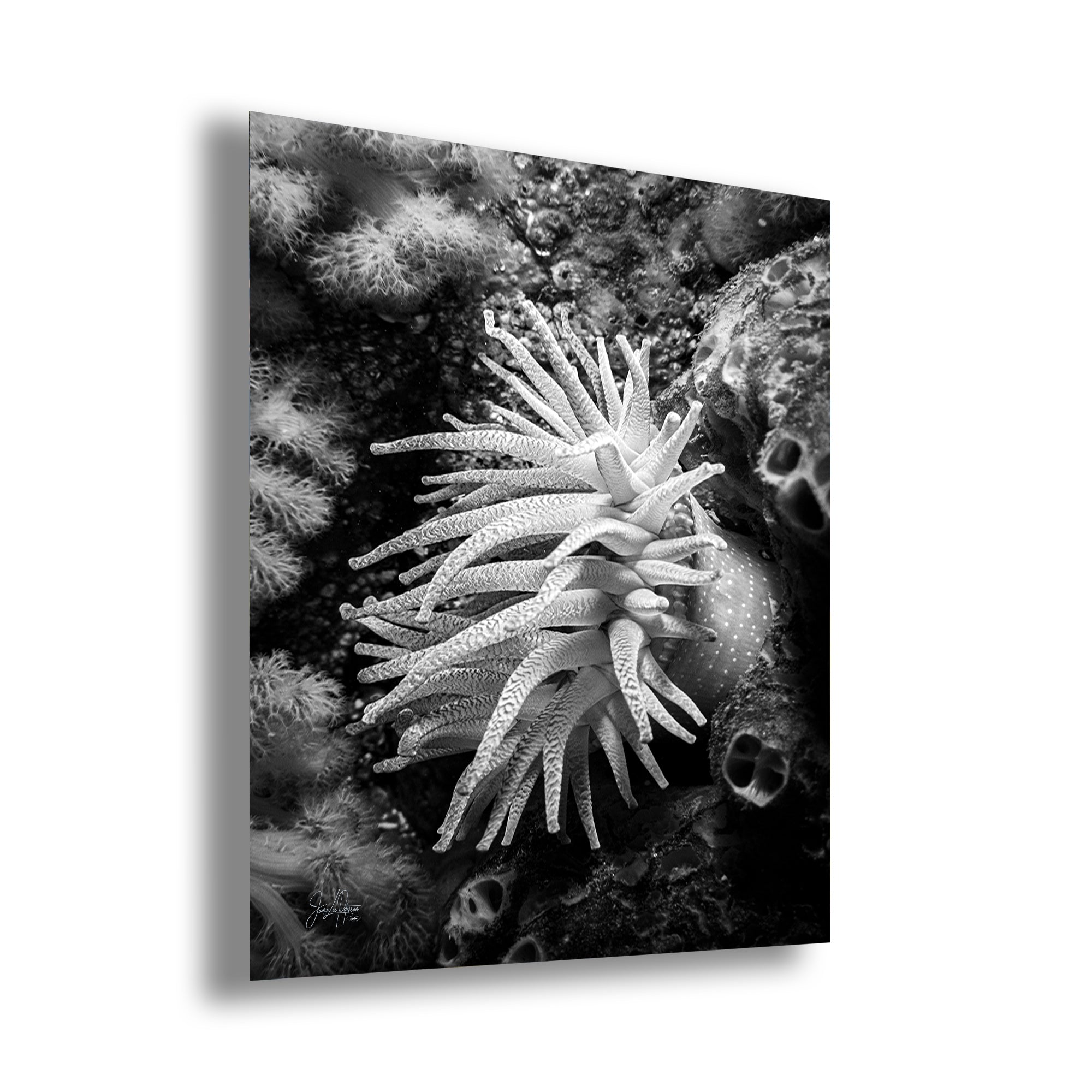 Sea Anemone Picture Ocean Life Underwater Scenery Nature Photo Black and White Art for Marine Biology, Ocean Lovers, and Relaxation Decor
