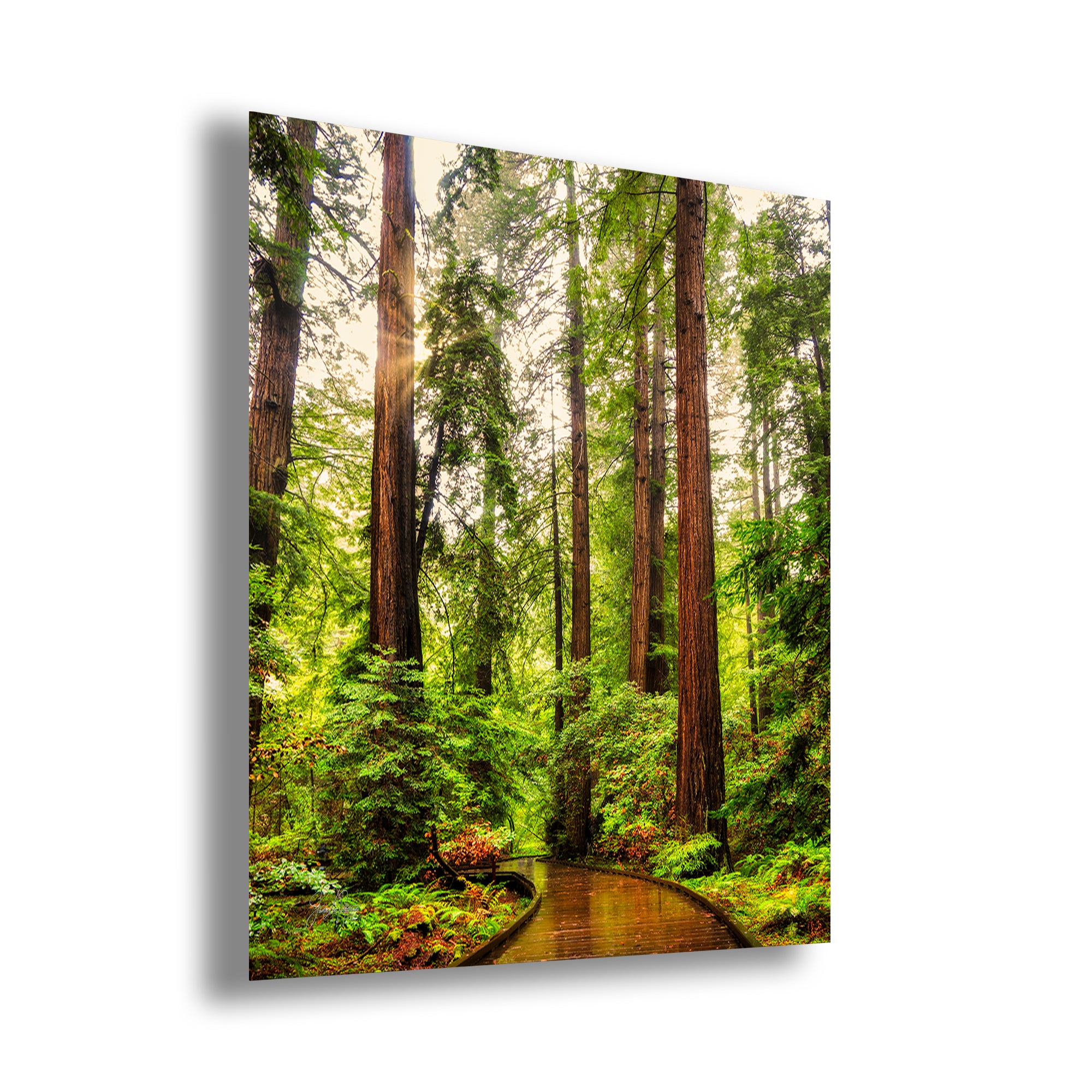 Redwood Trees Forest Picture Nature Photo, Forest Bathing House Decor