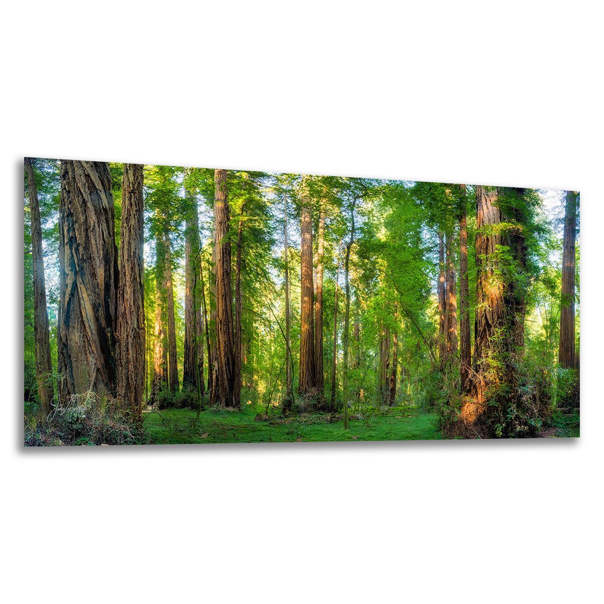 A panoramic canvas wall art print depicting a lush redwood forest with tall trees, green foliage, and sunlight filtering through the canopy, shown against a plain white background.