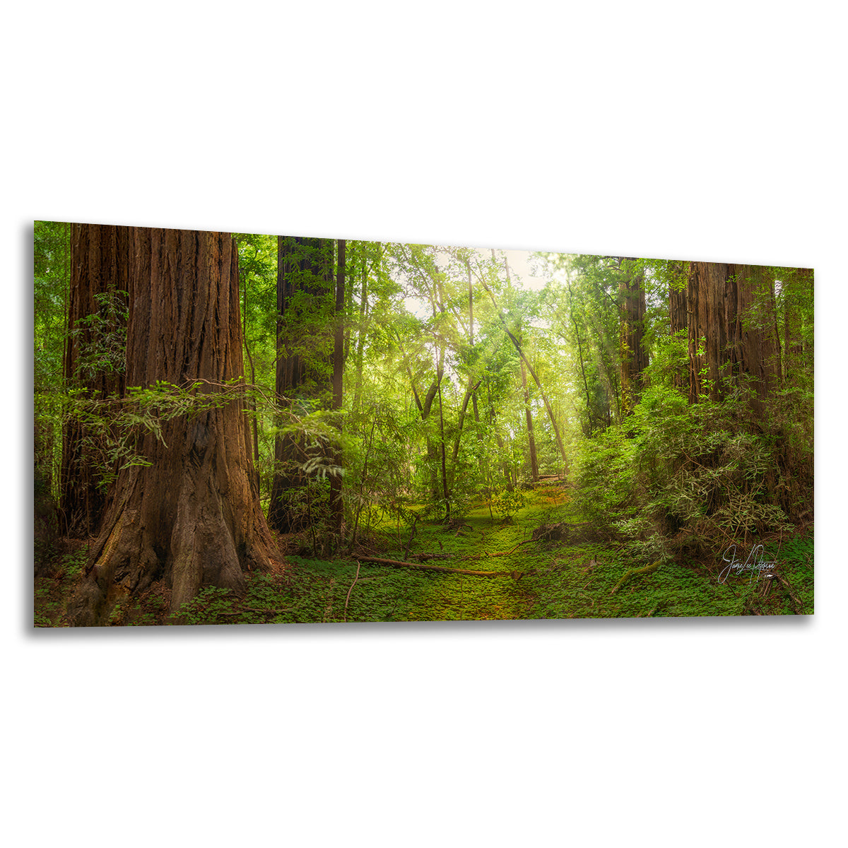 A panoramic wall art print depicting a lush redwood forest with towering trees, green undergrowth, and sunlight filtering through the canopy, shown against a plain white background.