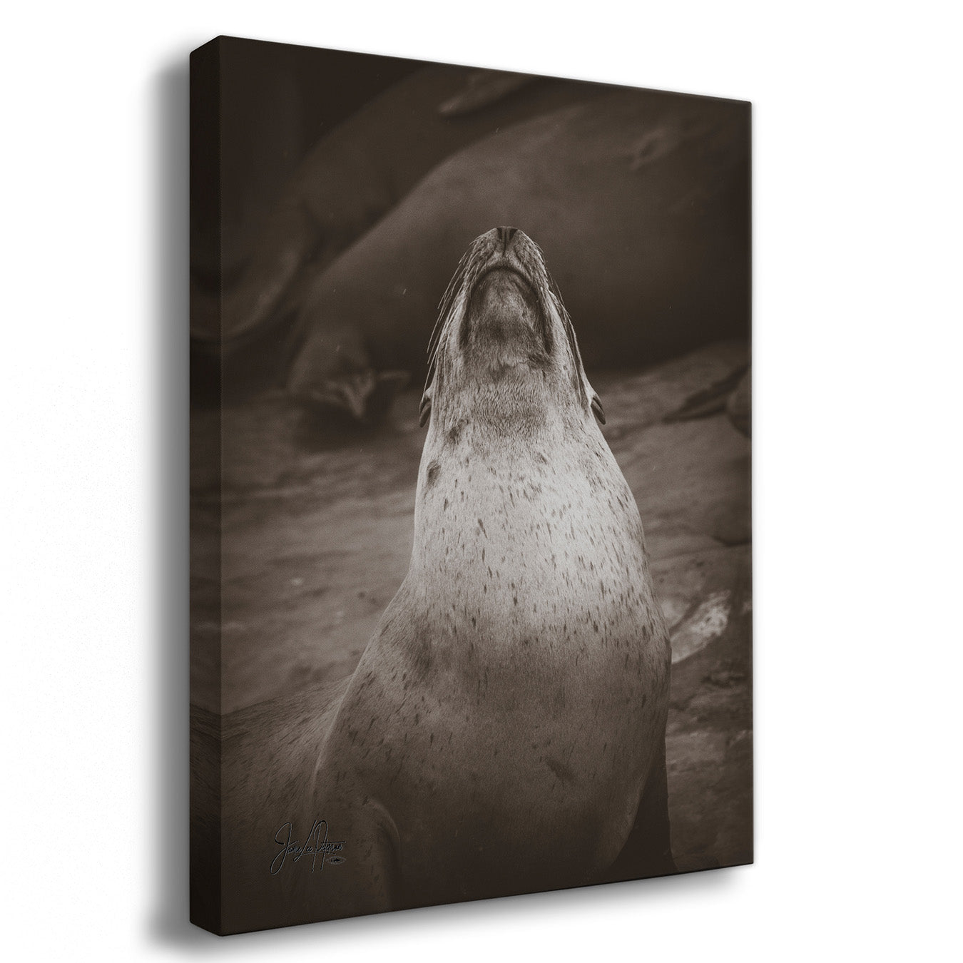A vertical canvas wall art print featuring a sepia-toned photograph of a sea lion looking upward, shown at a slight angle against a white background.