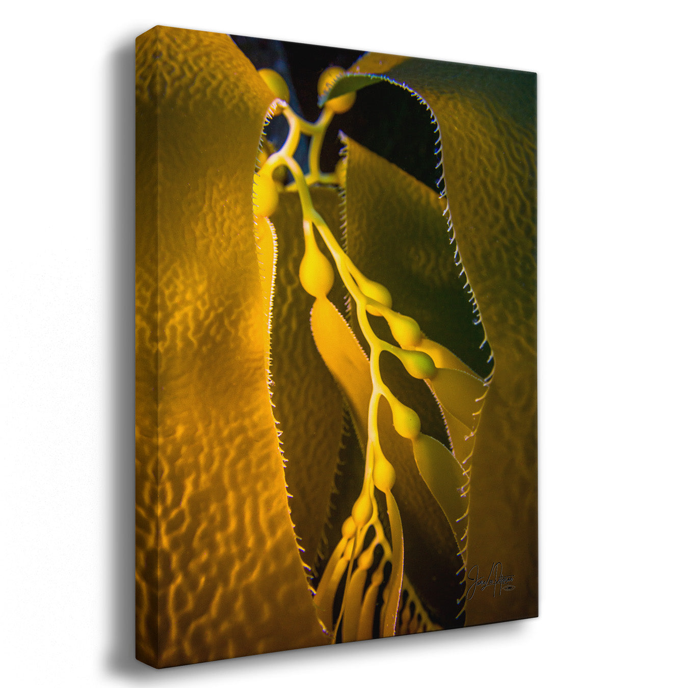 A vertical canvas wall art print featuring an abstract close-up of yellow California Giant Kelp against a dark background, shown at a slight angle on a white backdrop.