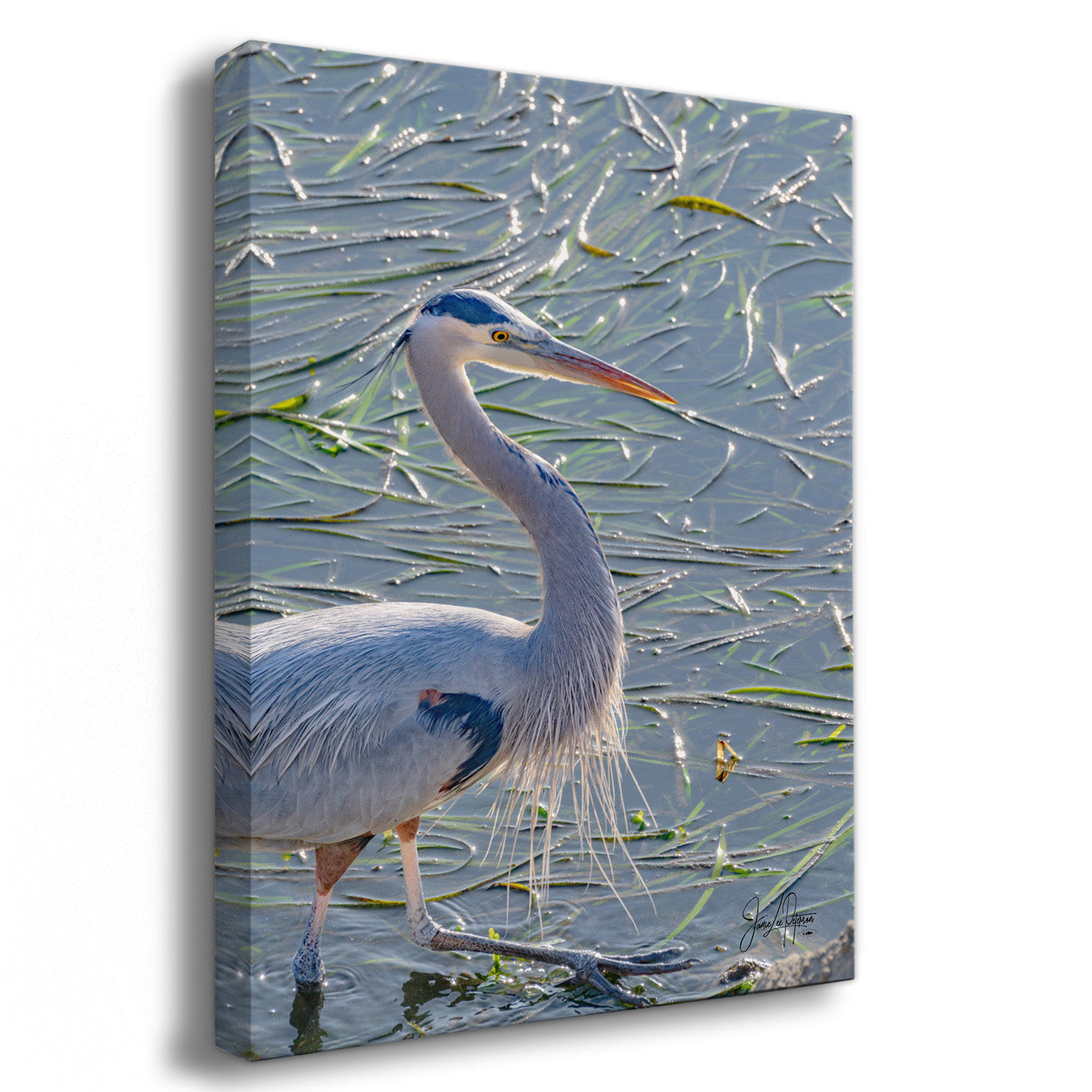 Canvas print of a heron in a natural setting