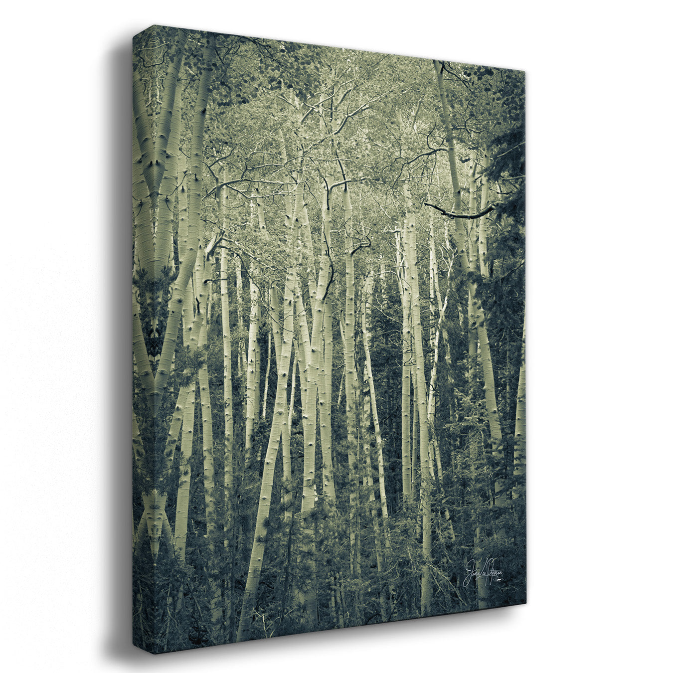 Canvas print of a forest scene with tall trees on a white background