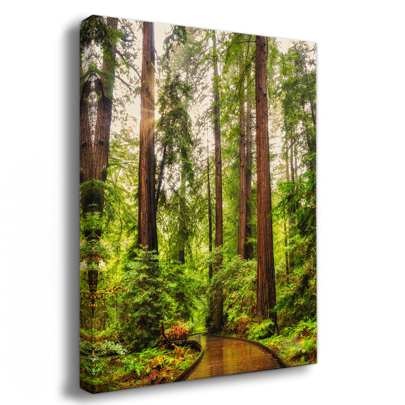 A vertical canvas redwood tree art print depicting a dense redwood forest with tall trees, lush green ferns, and a winding path under soft sunlight, shown at a slight angle against a white background.
