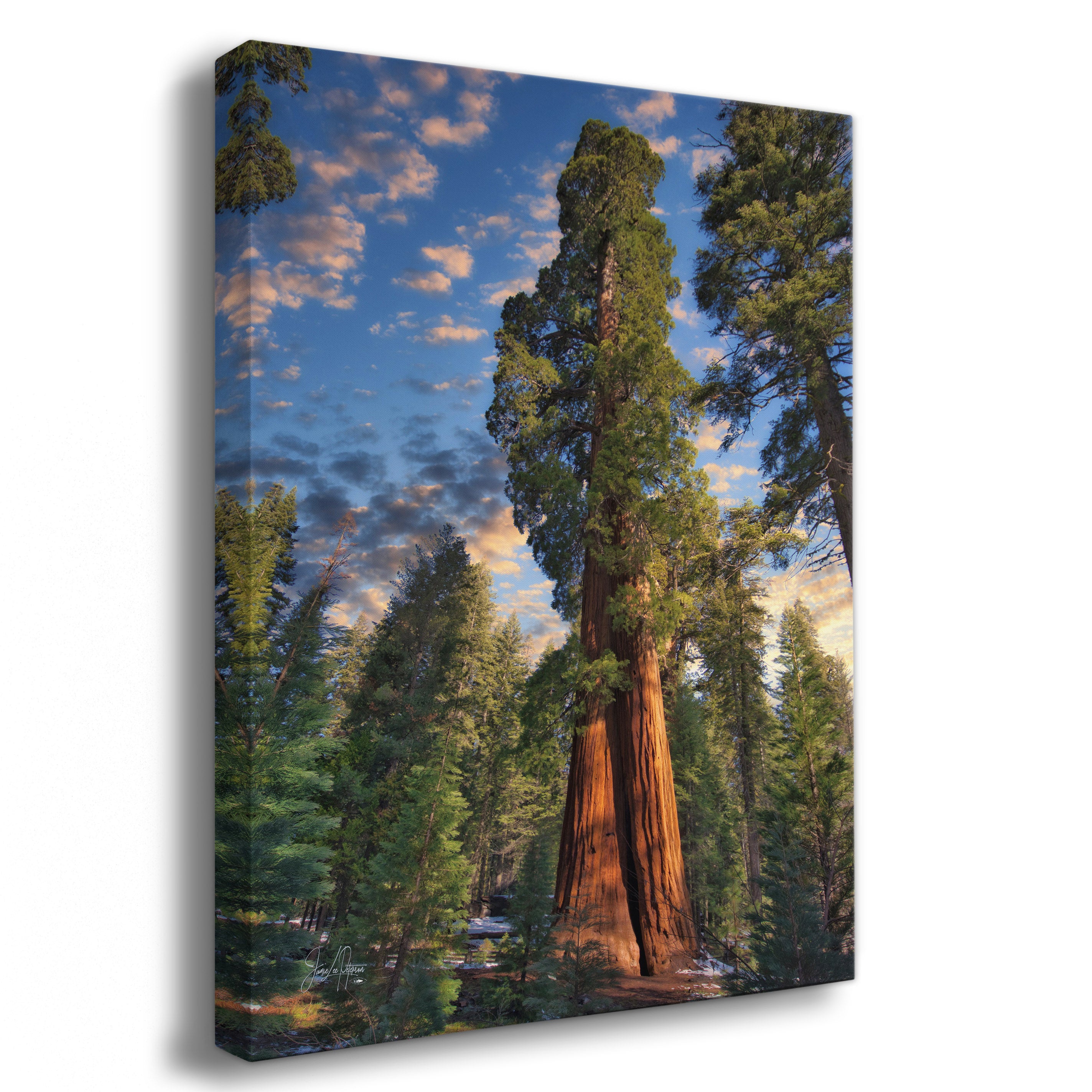 Canvas of a Giant Sequoia art print with a blue sky and clouds in the background.