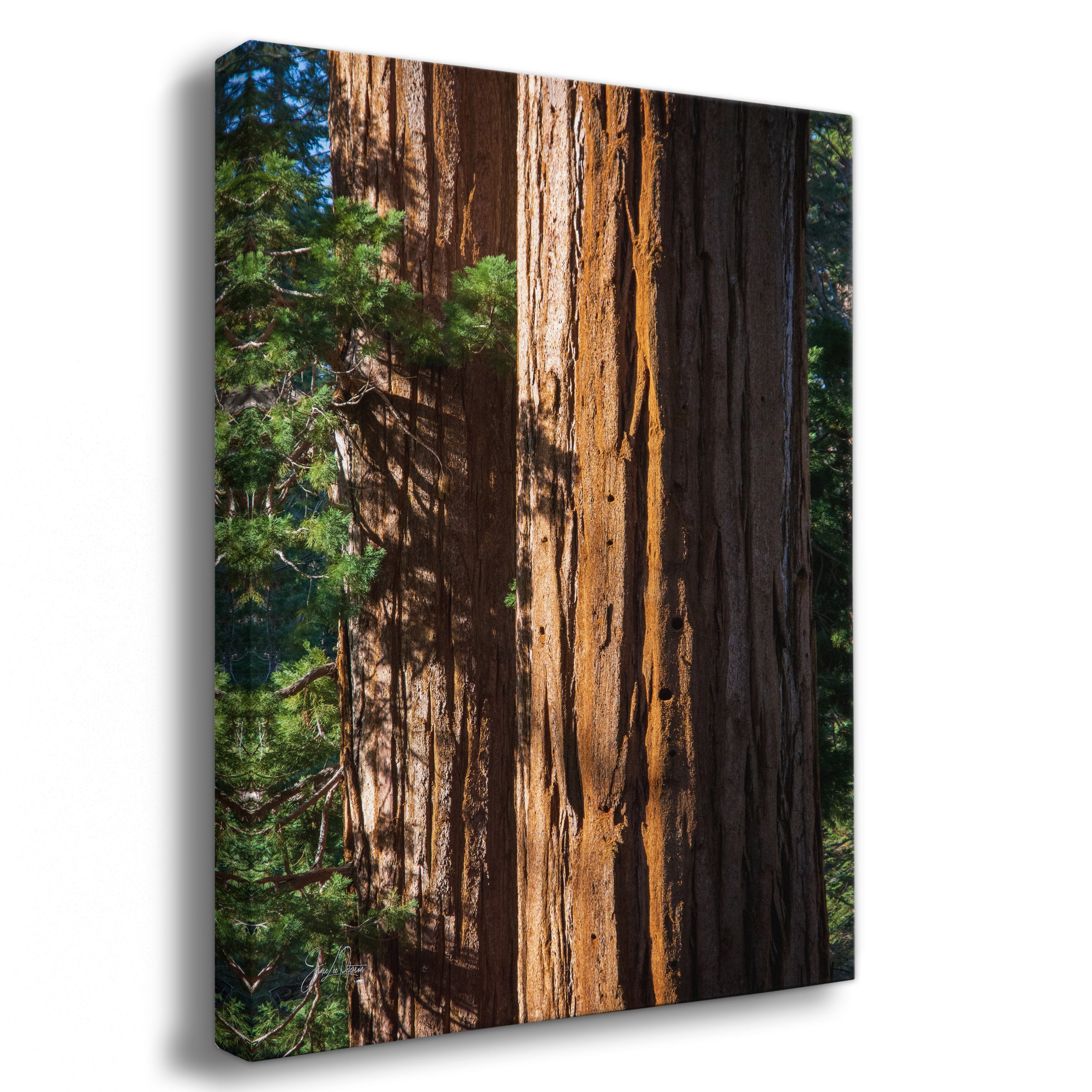 Canvas print of Sequoia bark wall art, a large tree with detailed bark texture and green foliage.