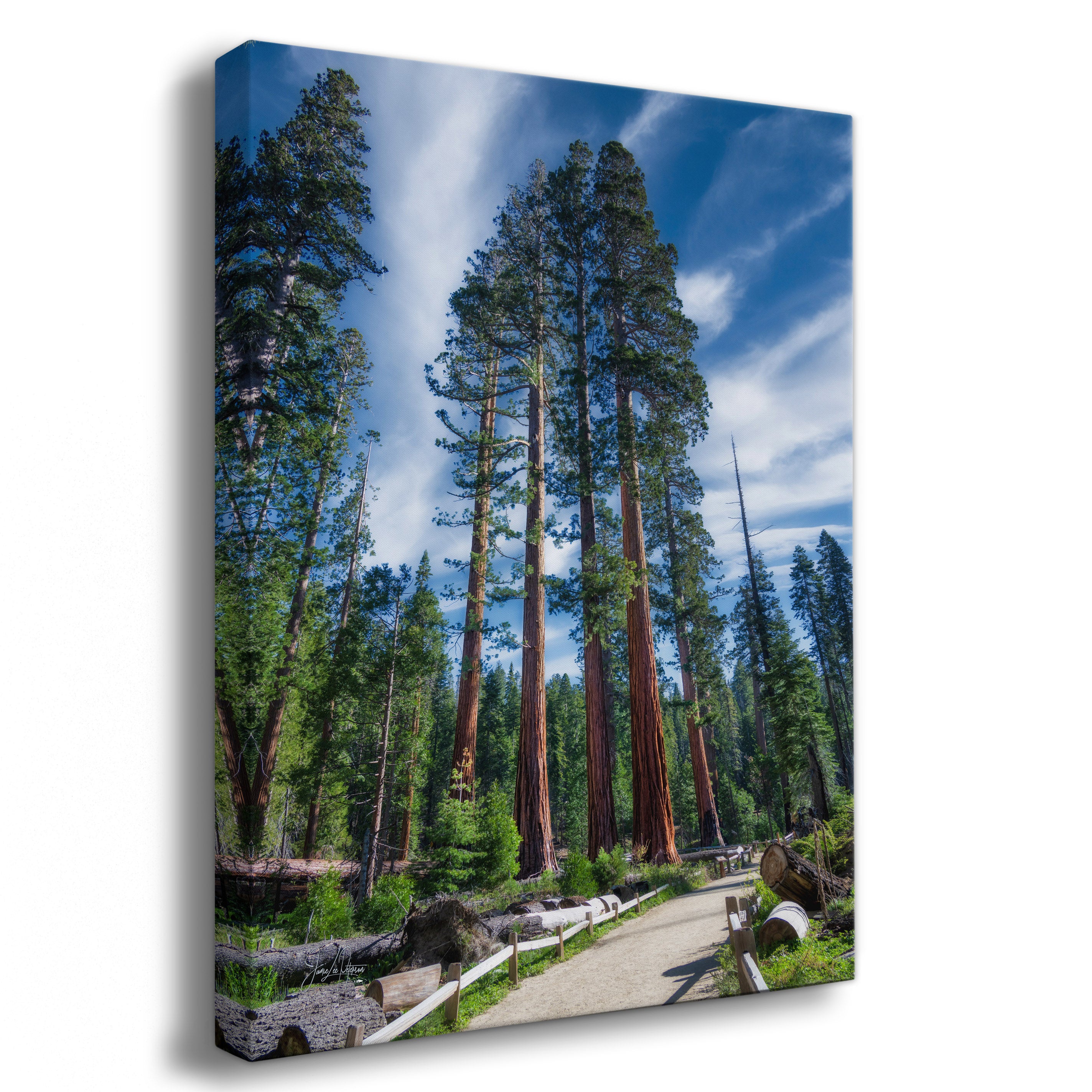 A vertical canvas tall sequoia wall art print depicting a forest of giant sequoia trees with a winding path under a blue sky, shown as a three-dimensional gallery wrap canvas on a white background.