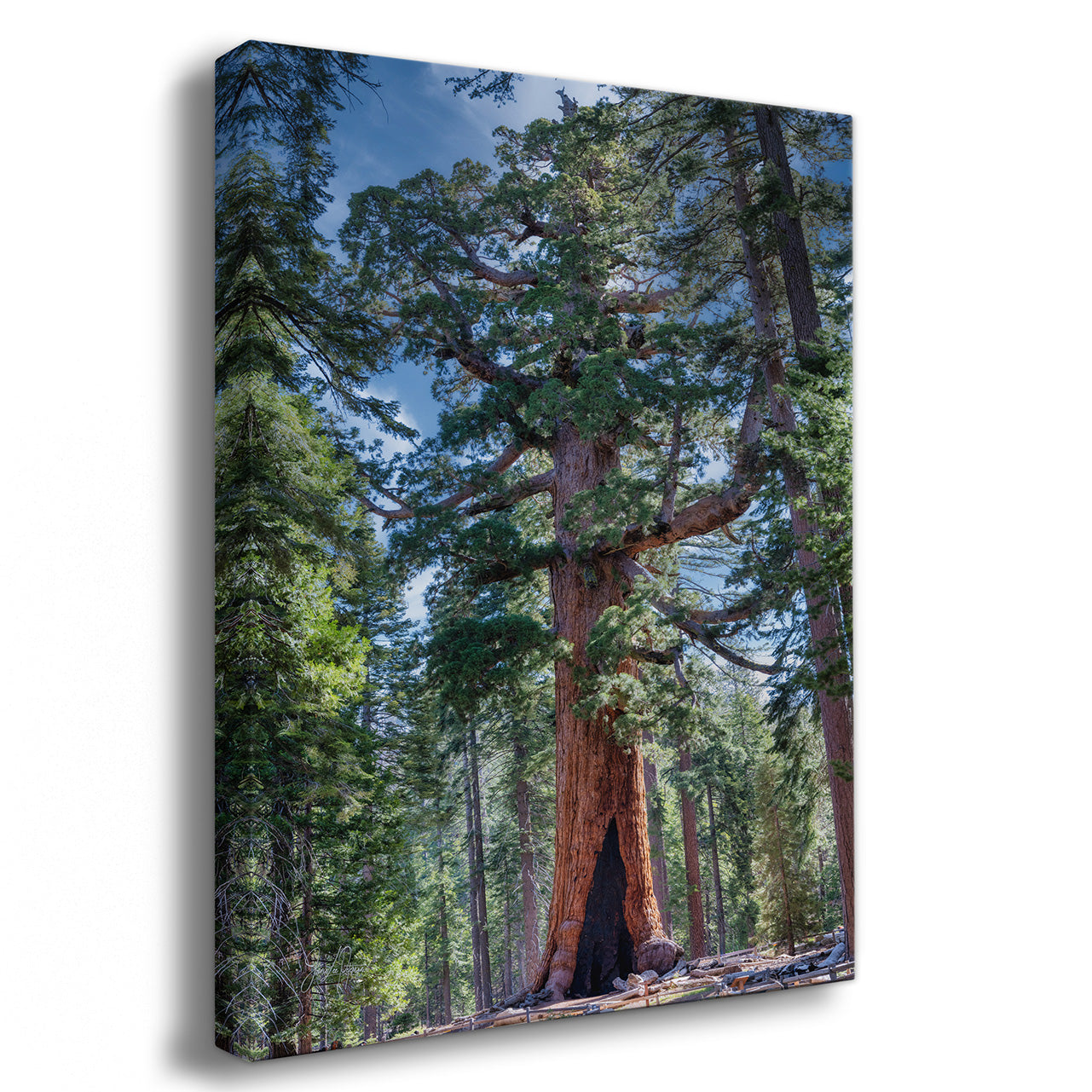 A vertical canvas wall art print depicting a giant sequoia tree in a forest, shown at a three-quarter angle against a white background.