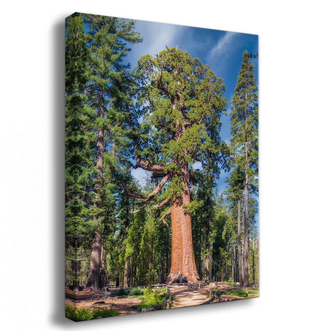 Canvas print of a large tree in a forest with a clear blue sky.