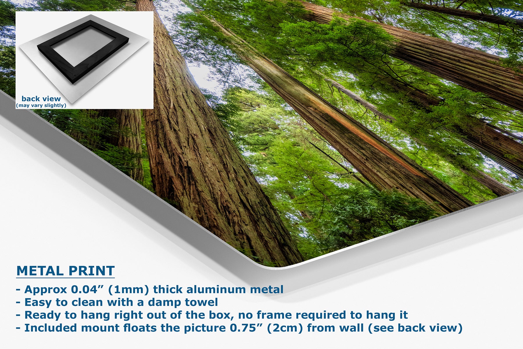 A metal wall art print showing a low-angle view of redwood tree trunks and green forest canopy, presented on a white background with product text and a small back-view inset.