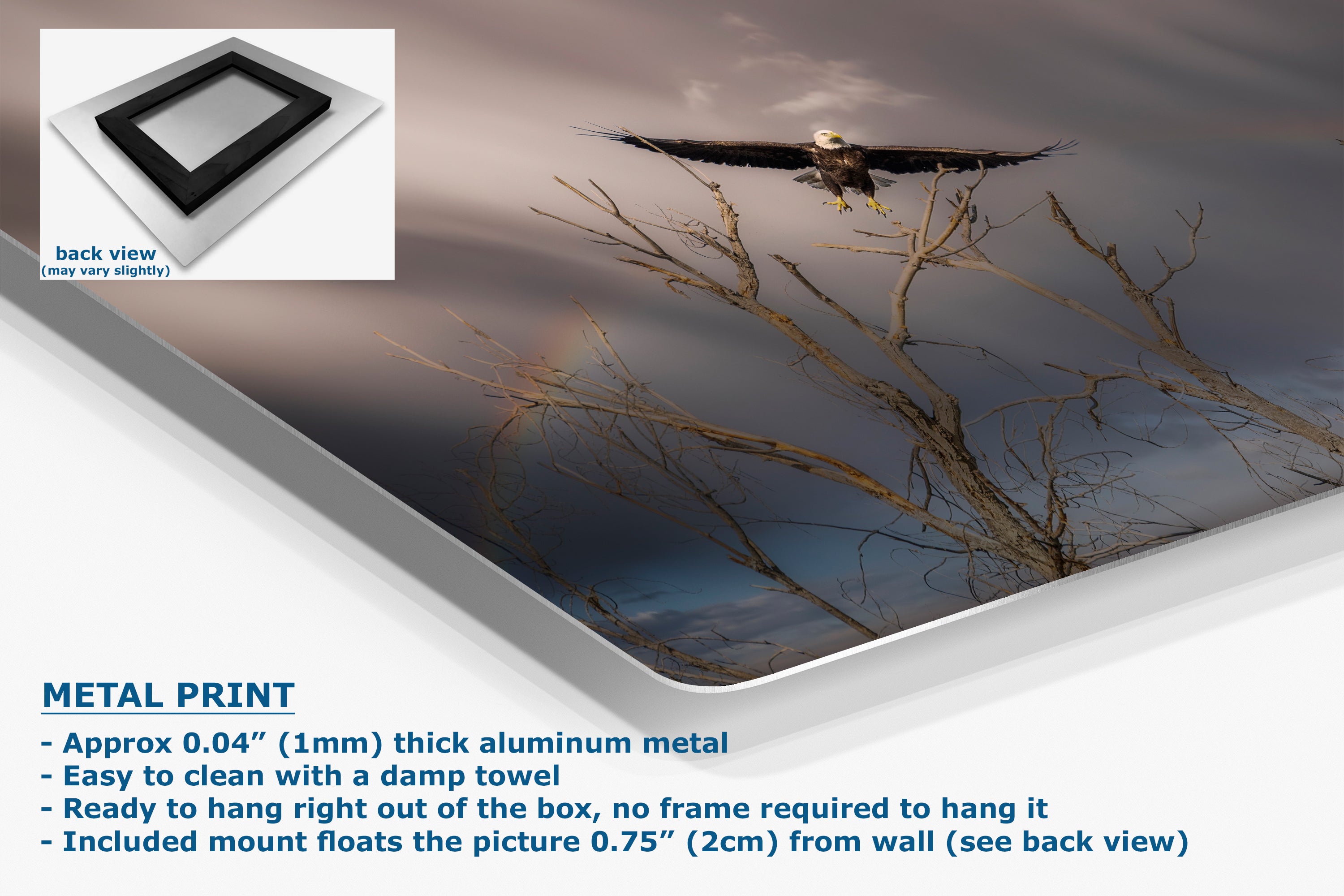 Soaring Bald Eagle Picture Wildlife Photography Wall Art, Nature Photo, Bird Photography, Rustic Cabin Decor, Office or Dorm Room Wall Decor