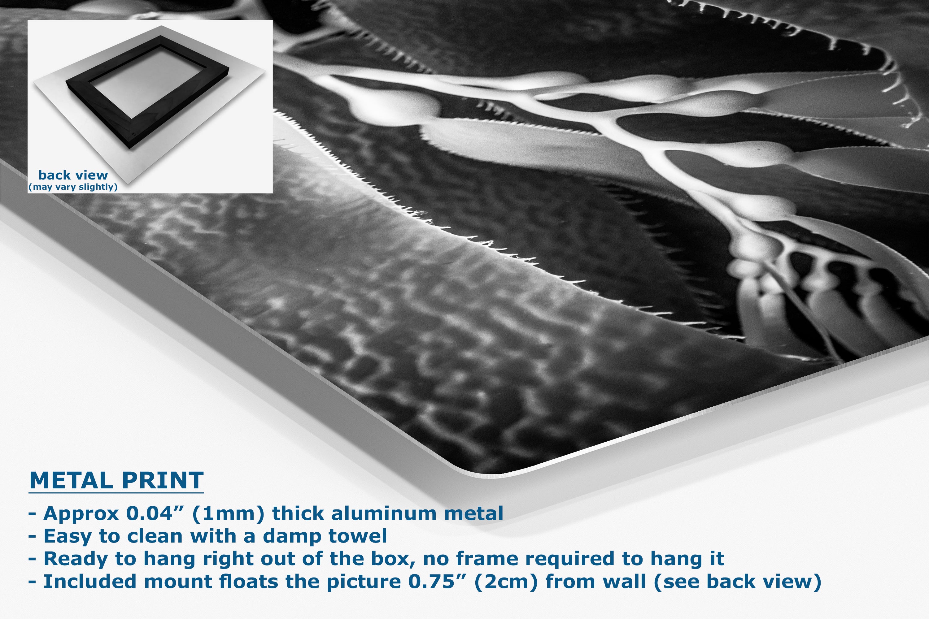 Limited Edition Fine Art Photography, Ocean Art California Giant Kelp, Essence