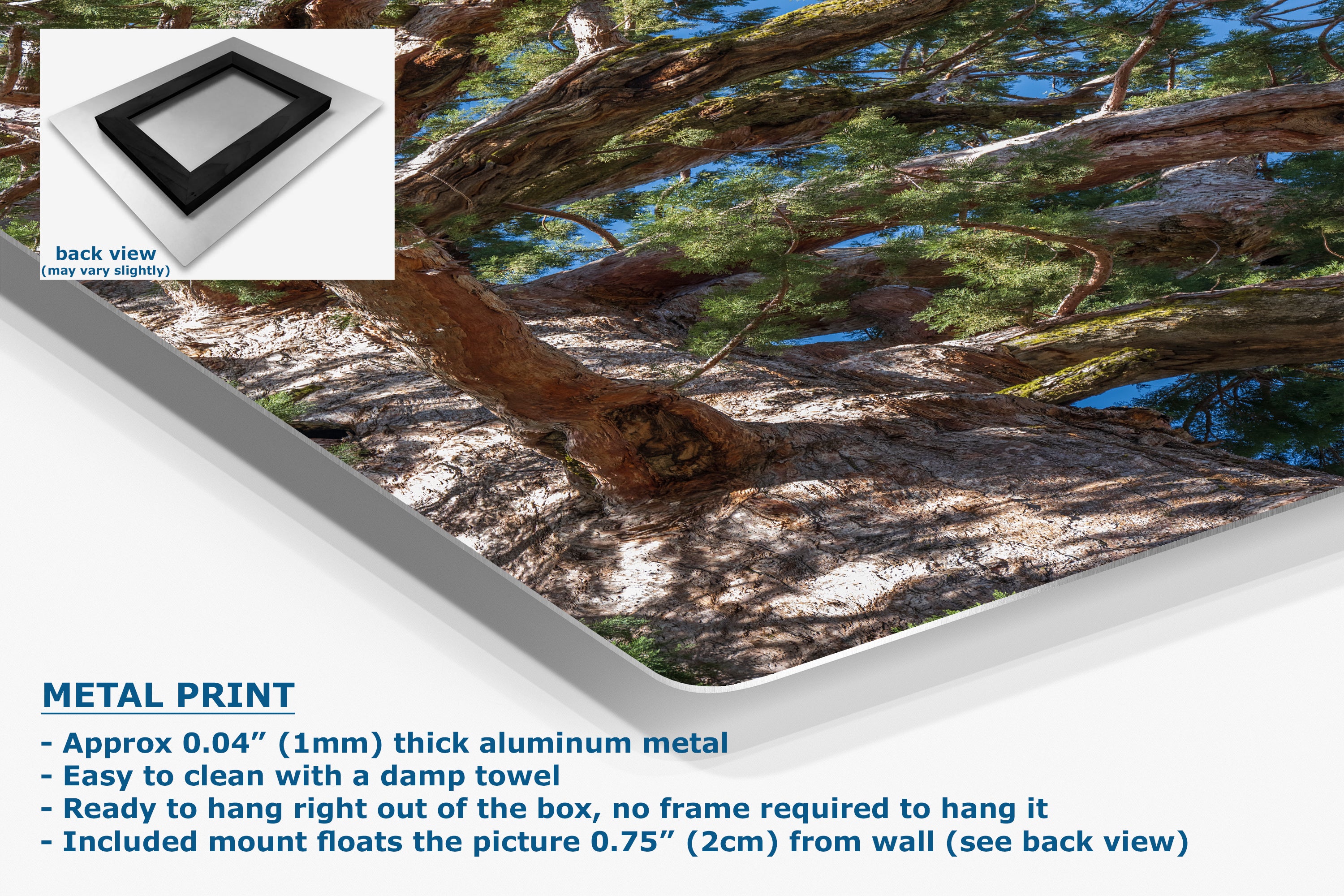 Giant Sequoia Tree Forest Picture Nature Photo, Yosemite Mariposa Grove Redwood Trees, Forest Bathing Relaxation Artwork for Nature Lovers