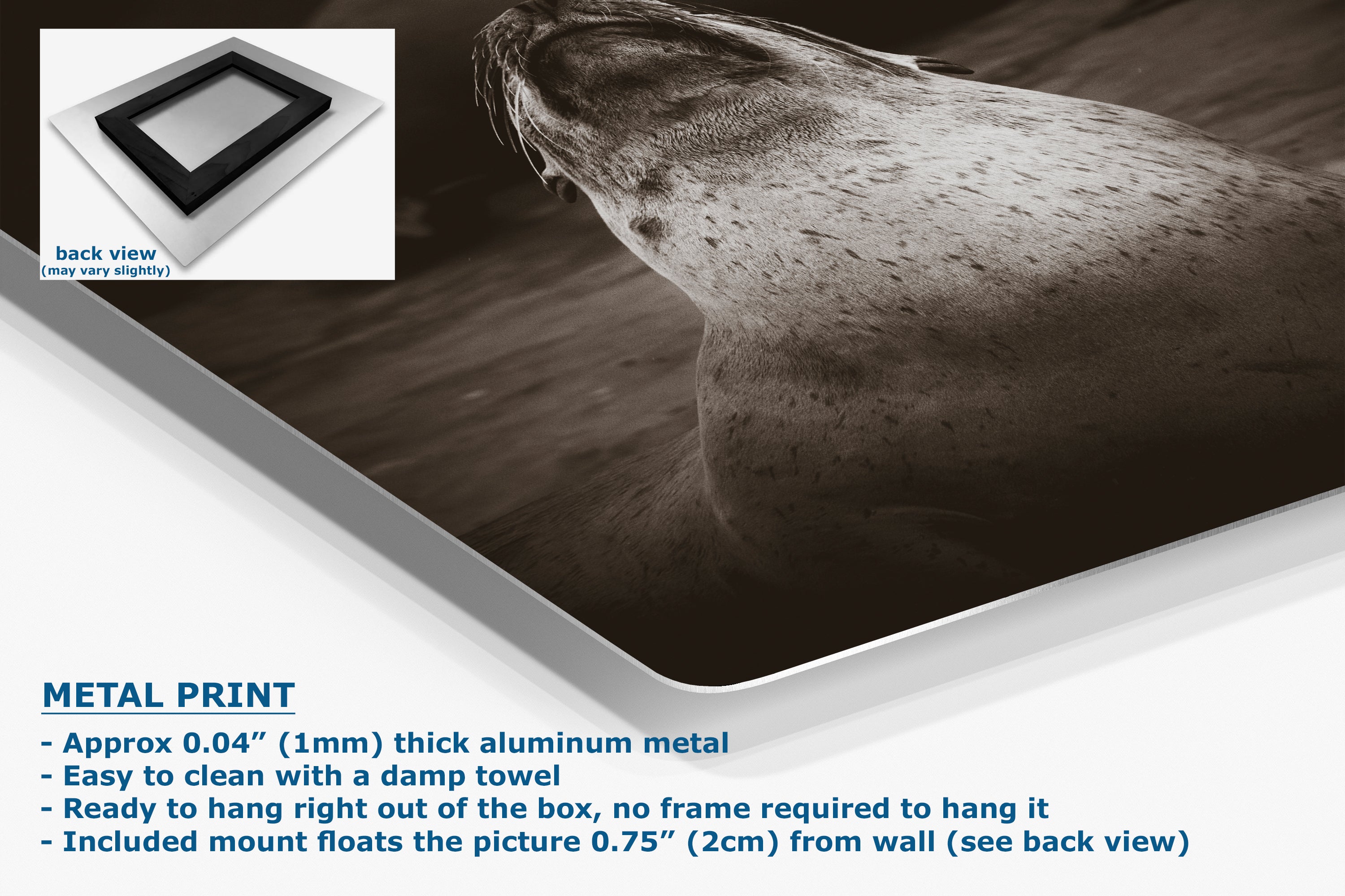 California Sea Lion Marine Mammal Wildlife Photography, Ocean Animals, Coastal House Decor, Nature Lover Gift, Marine Biology Artwork