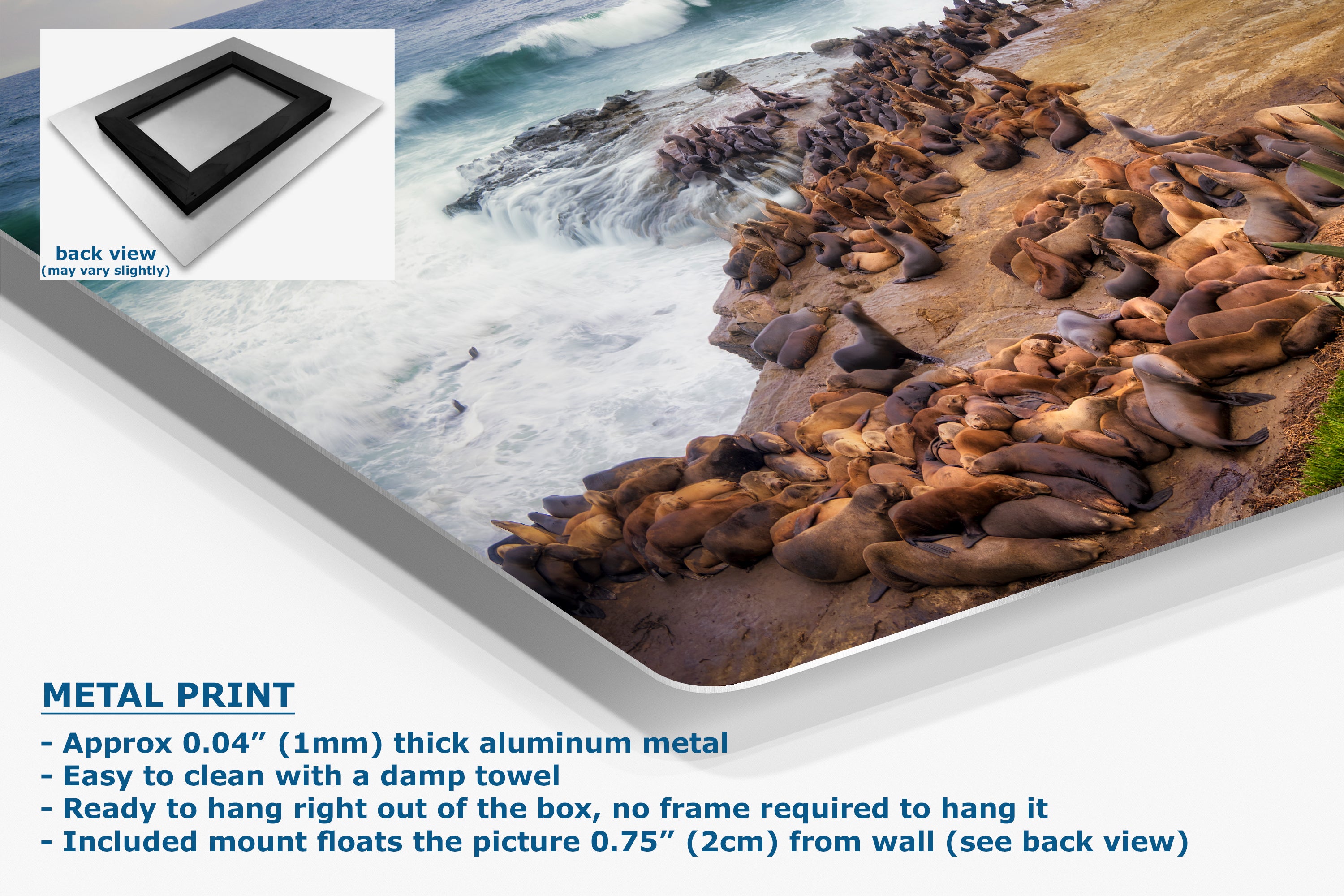 California Sea Lion Marine Mammal Wildlife Photography | Calming Nature Ocean Picture, Relaxation Artwork, La Jolla Coast, Nature Photo