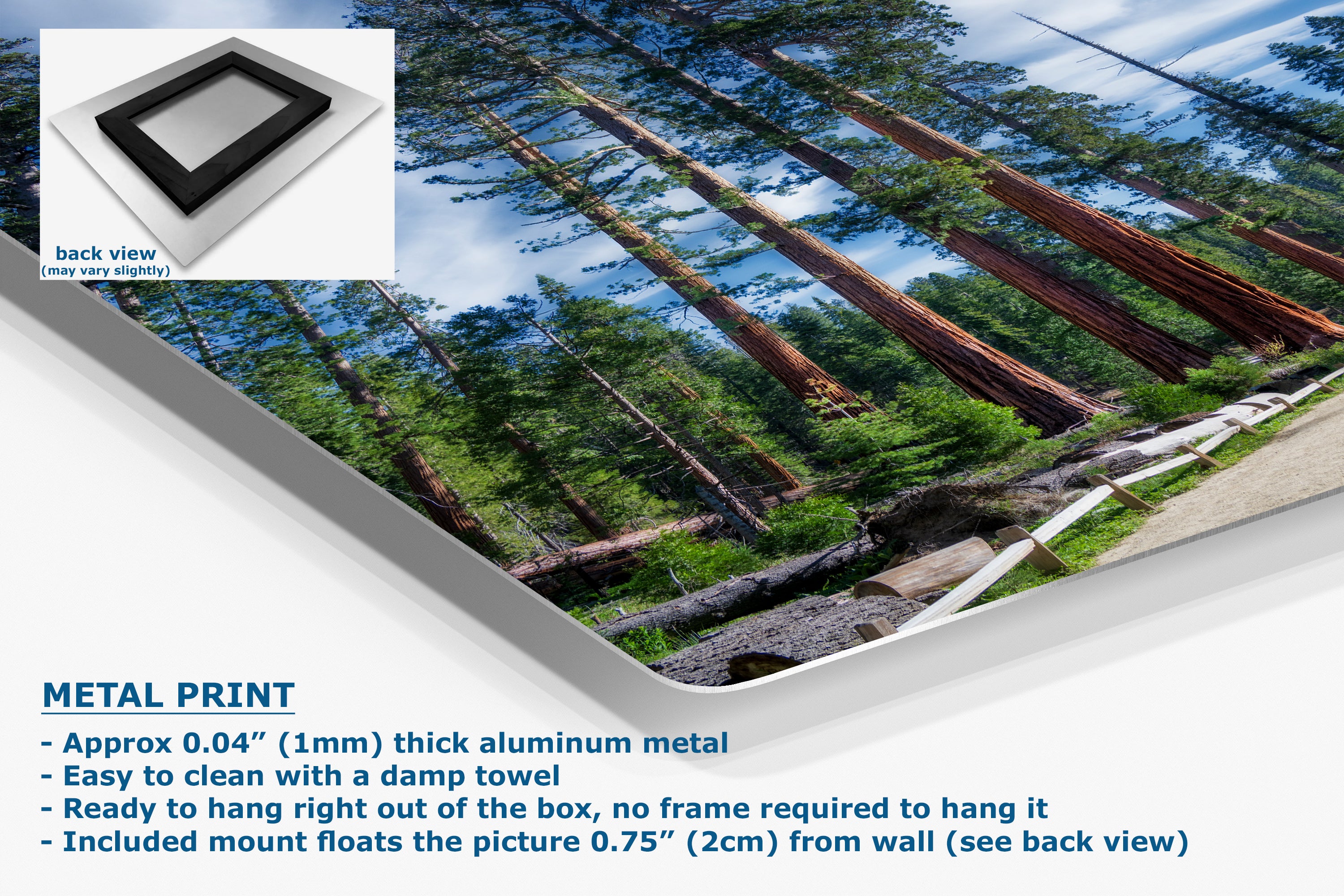 Giant Sequoia Tree Forest Picture Nature Photo, Redwood Trees Forest Bathing Decor, Relaxation Artwork for Home or Office