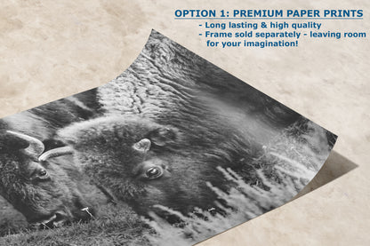 Grazing Buffalo Artwork Wildlife Photography, Black and White Bison Wall Decor, Rustic Cabin Animal Print, Nature Wall Art for Home or Office