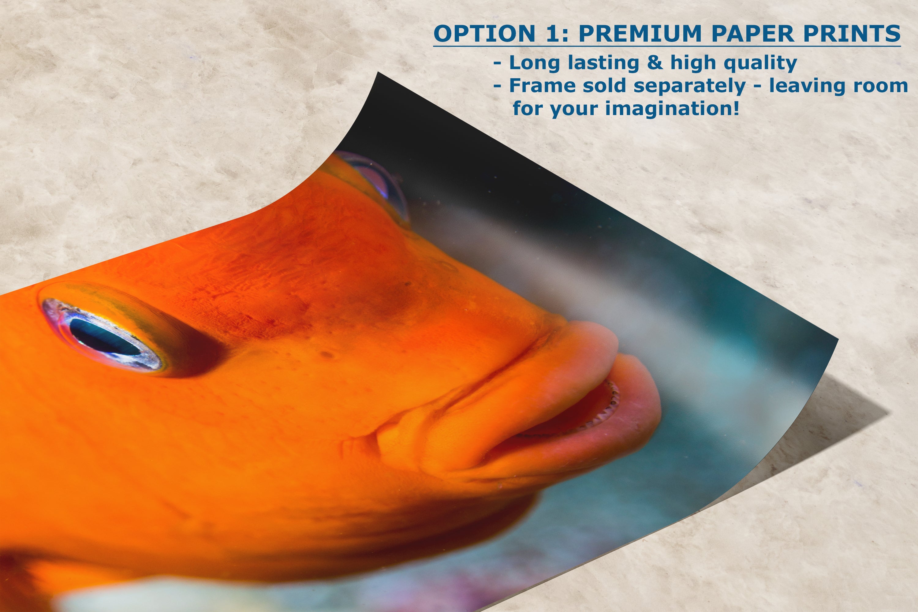 Garibaldi Fish Marine Biology Ocean Life, Underwater Scenery Nature Photo, California Marine Inhabitant, Nature Decor, Relaxation Artwork