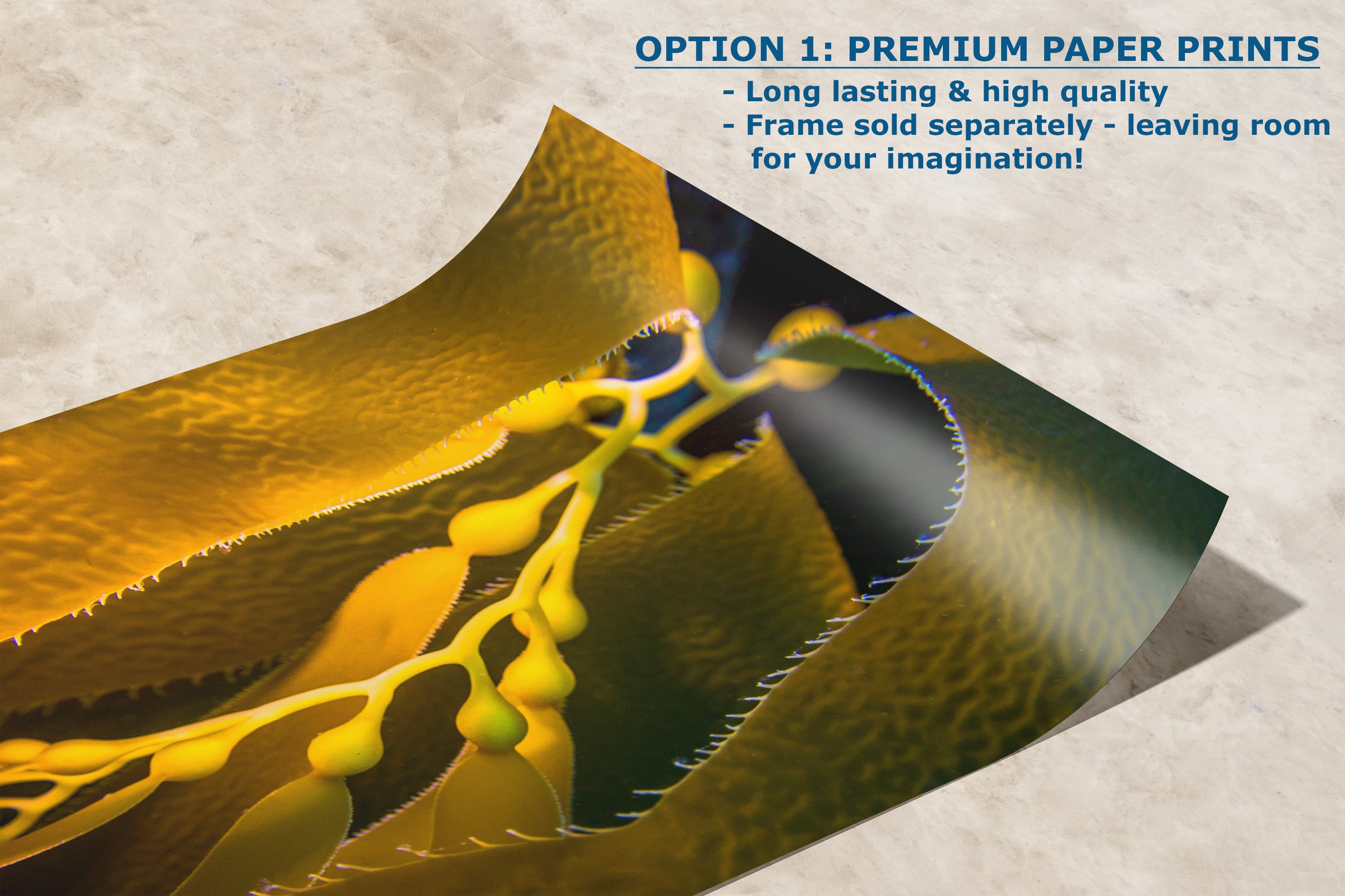 Kelp Forest Seaweed Pictures Underwater Scenery, Ocean Life Marine Life Decor, Nature Photo, Under the Sea Wall Art, Marine Biology Gift