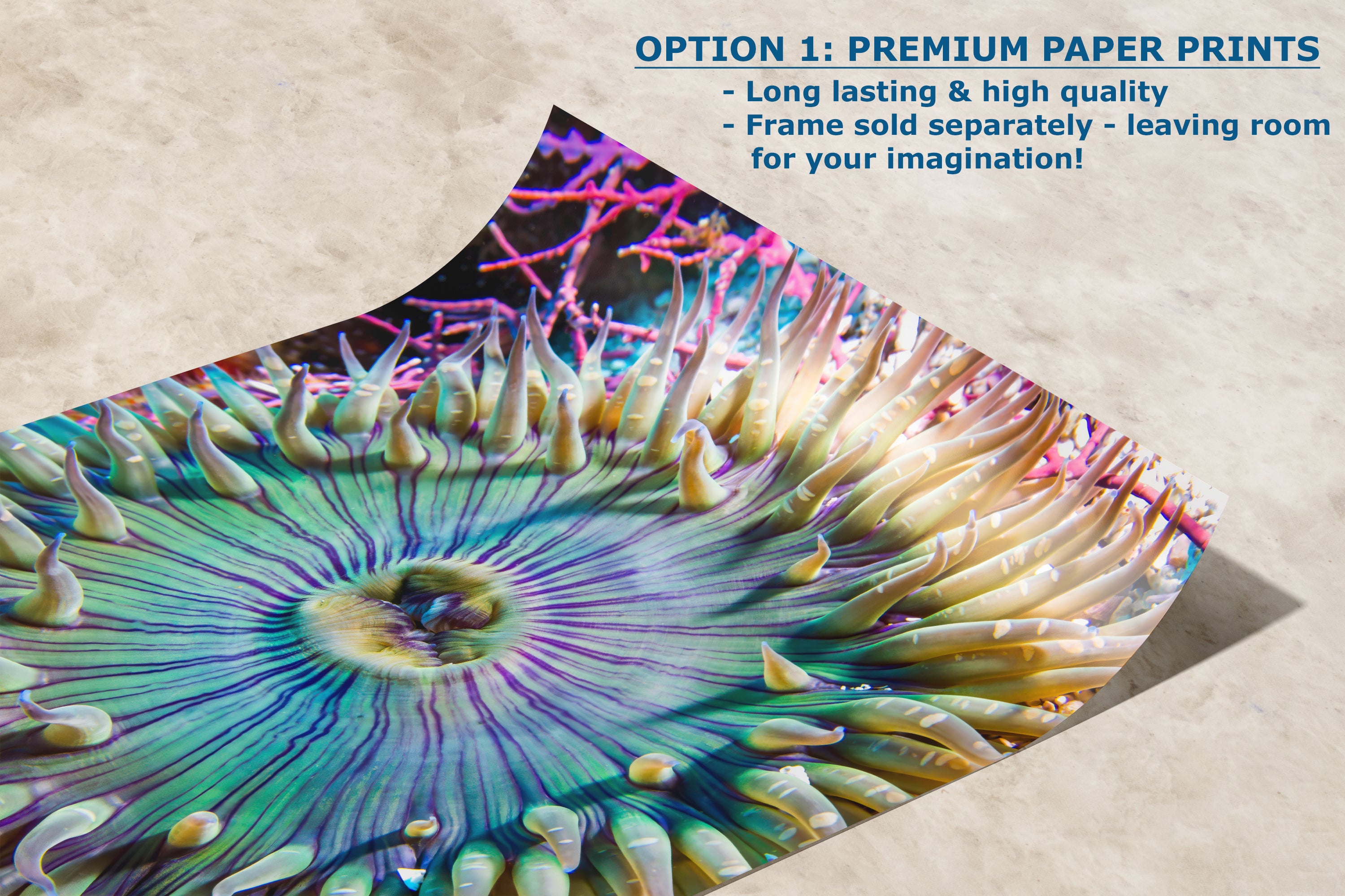 Sea Anemone Picture Ocean Life Underwater Scenery Nature Photo, Marine Biology Coral Reef Art