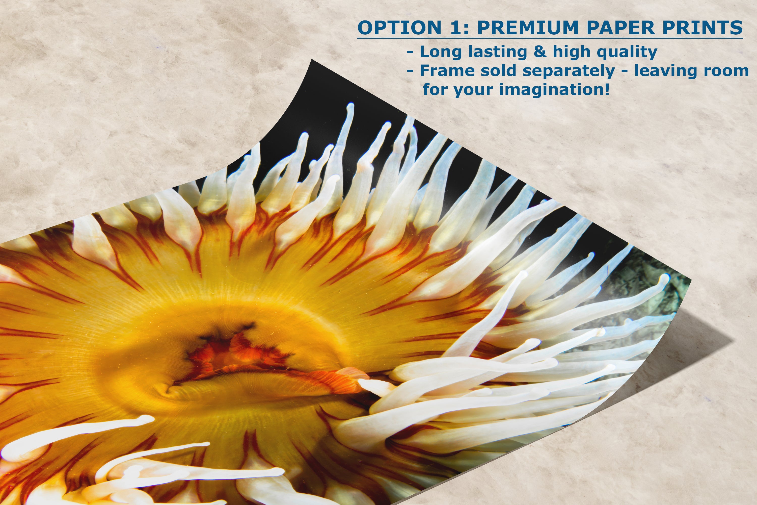 Sea Anemone Picture Ocean Life Underwater Scenery Nature Photo, Marine Biology Coral Reef Art