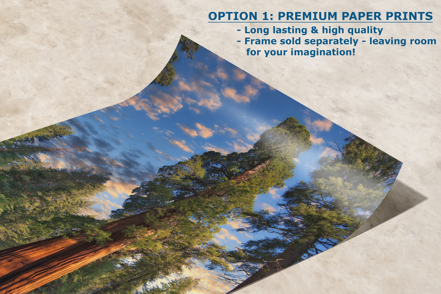 Giant Sequoia Tree Art, Redwood Forest Picture, Nature Photo Inspired Wall Decor