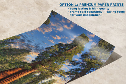Giant Sequoia Tree Art, Redwood Forest Picture, Nature Photo Inspired Wall Decor