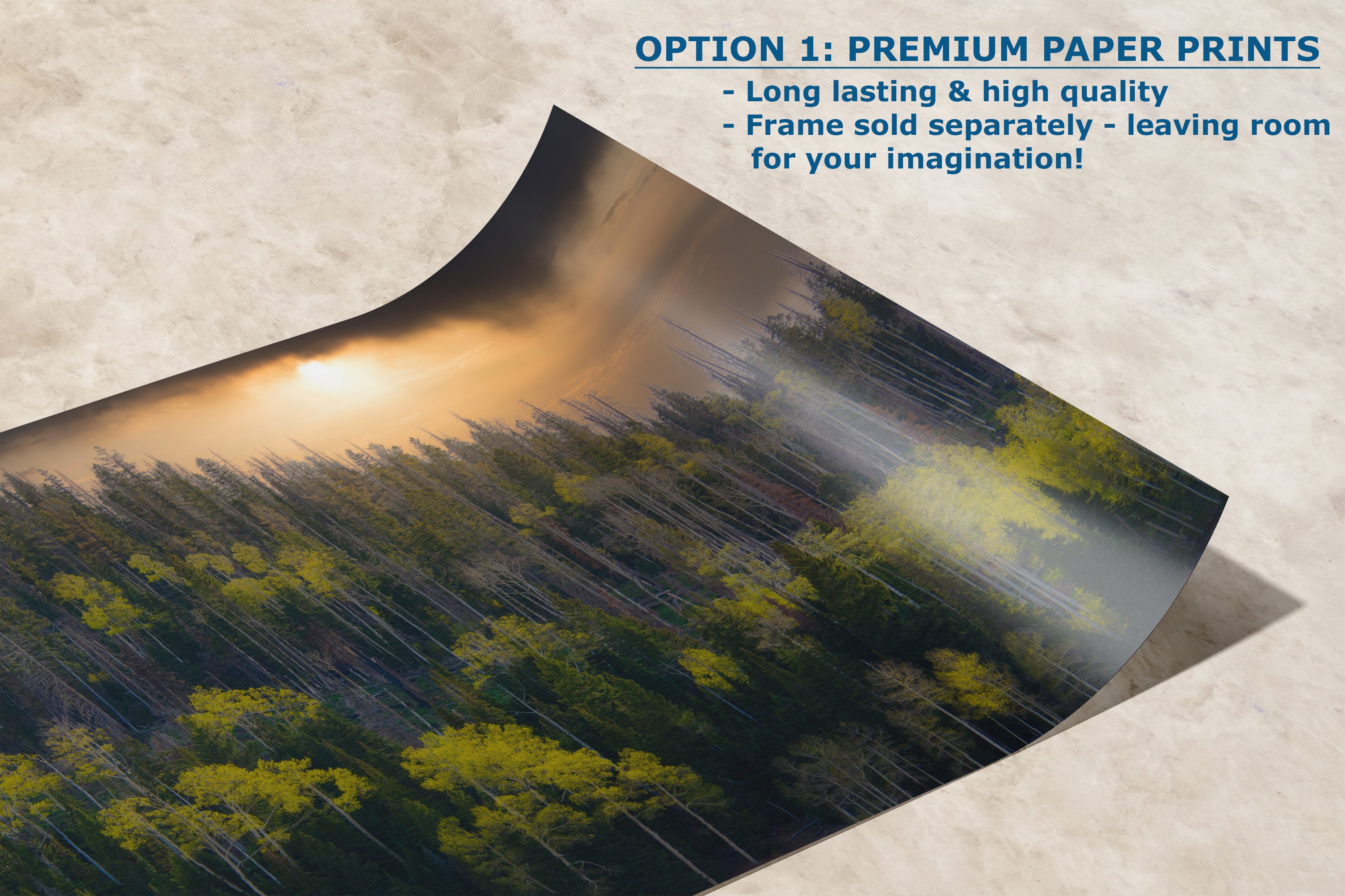 Aspen Tree Forest Picture Nature Photo, Forest Bathing Relaxation Artwork Dopamine Decor for Meditation, Bedroom, Living Room, and Office