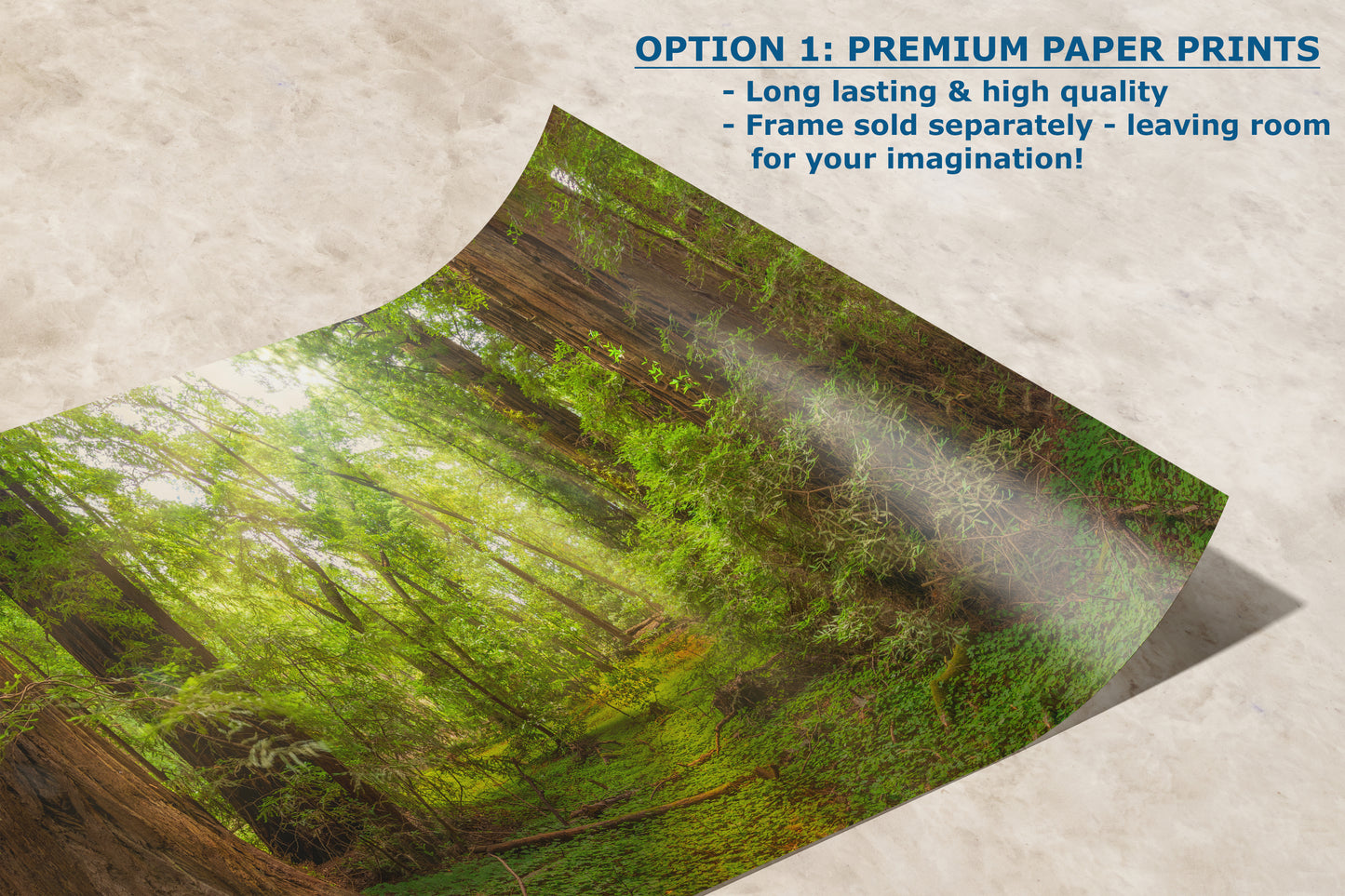 Redwood Tree Wall Art - Panoramic Forest Picture Nature Photo