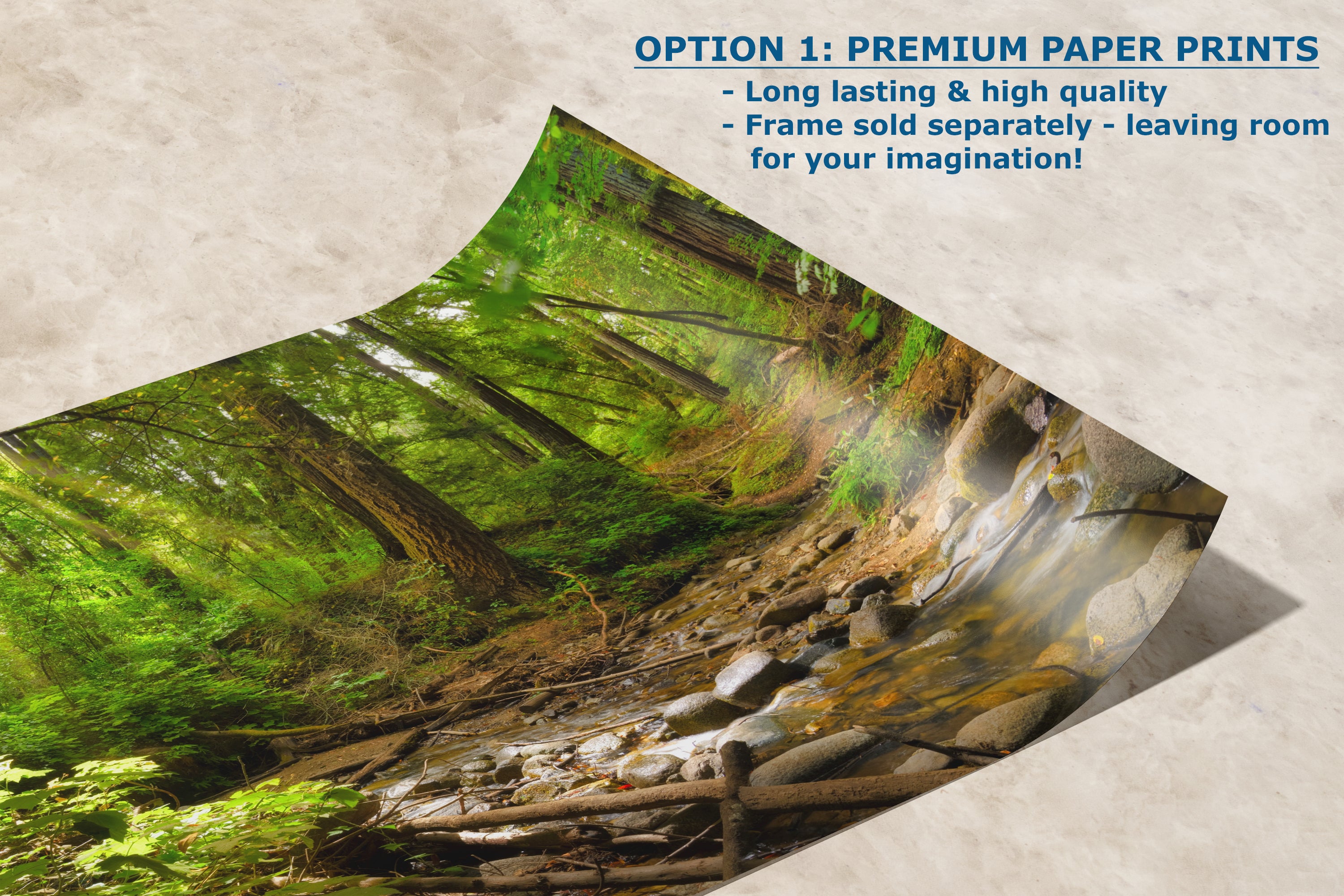 Redwood Trees Forest Picture Nature Photo, Forest Bathing in Santa Cruz California Coast Wall Art, Relaxing Artwork for House Decor & Office