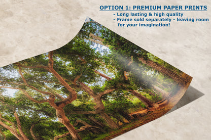 Coast Live Oak Forest Picture Nature Photo House Decor, Forest Bathing for Meditation, Relaxation, Dorm Room Decor