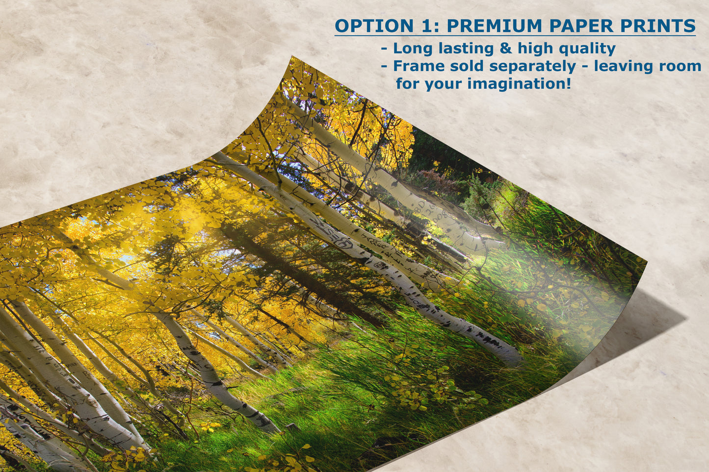 Aspen Tree Forest Picture Nature Photo, Forest Bathing Relaxation Artwork, Fall Colors Autumn for Meditation, Office and House Decor