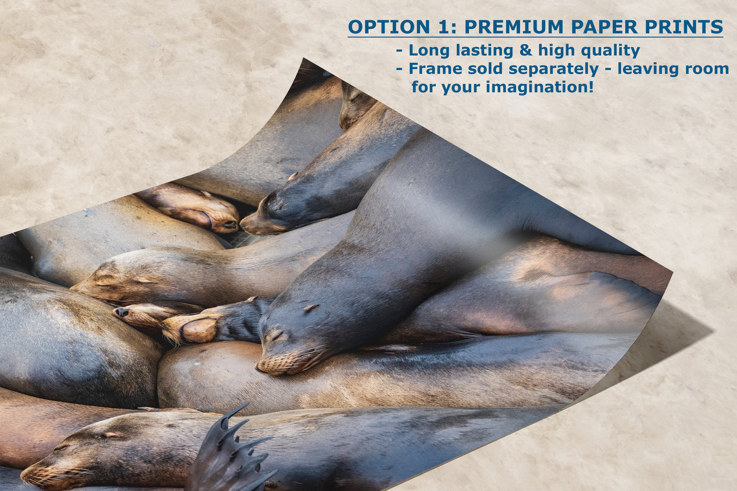 California Sea Lion Marine Mammal Wildlife Photography Wall Art - Ocean Animals Nursery Decor Coastal Home Artwork, Marine Biology Print