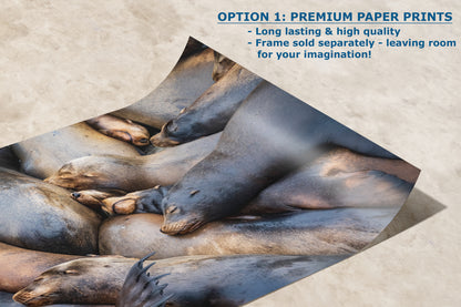 California Sea Lion Marine Mammal Wildlife Photography Wall Art - Ocean Animals Nursery Decor Coastal Home Artwork, Marine Biology Print