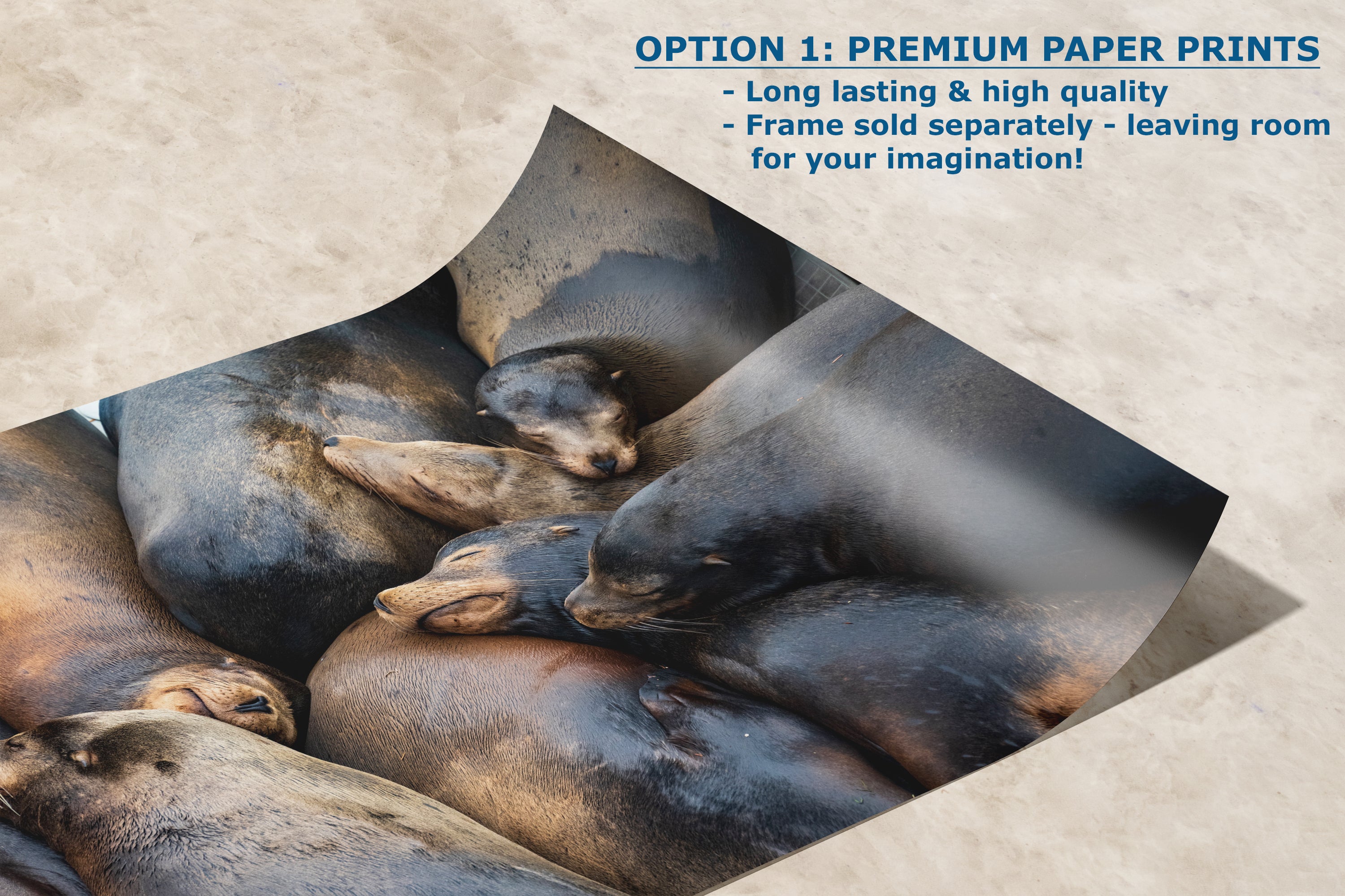 California Sea Lion Marine Mammal Wildlife Photography, Ocean Animals Nursery Decor, Relaxation Artwork for Beach-Themed Rooms