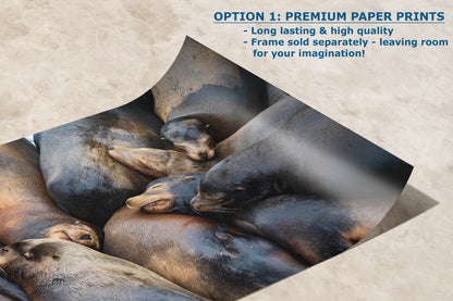California Sea Lion Marine Mammal Wildlife Photography, Ocean Animals Nursery Decor, Relaxation Artwork for Beach-Themed Rooms