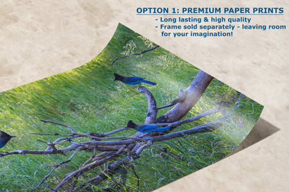 Steller Jay Wildlife Photography Print, Bird Wall Art, Nature Photography, Blue Bird Picture, Relaxing Dorm Room or Office Wall Art