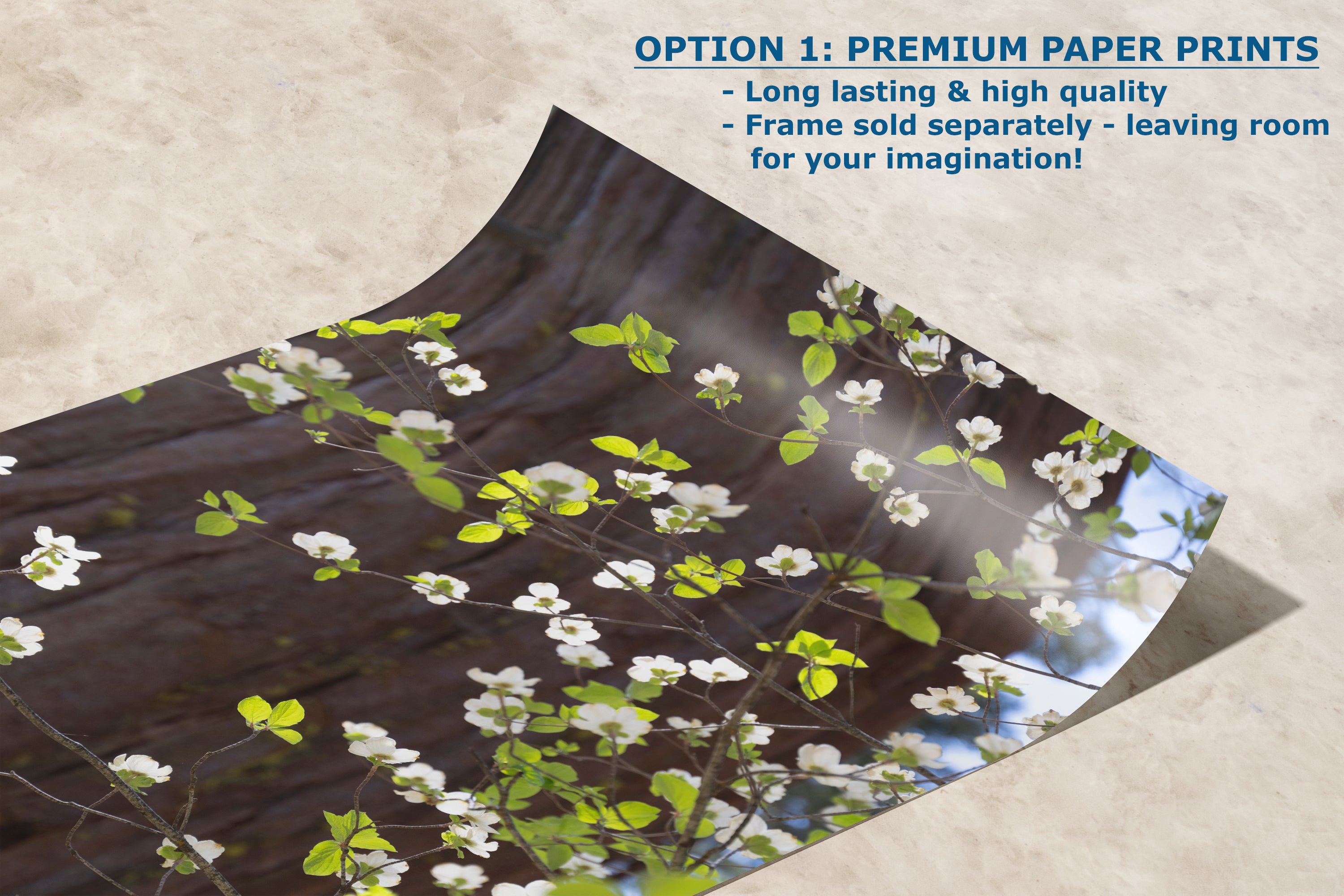 Pacific Dogwood Forest Picture Nature Photo | Yosemite Nature Canvas Print, Forest Bathing for Meditation, Relaxation, Dorm Room Decor