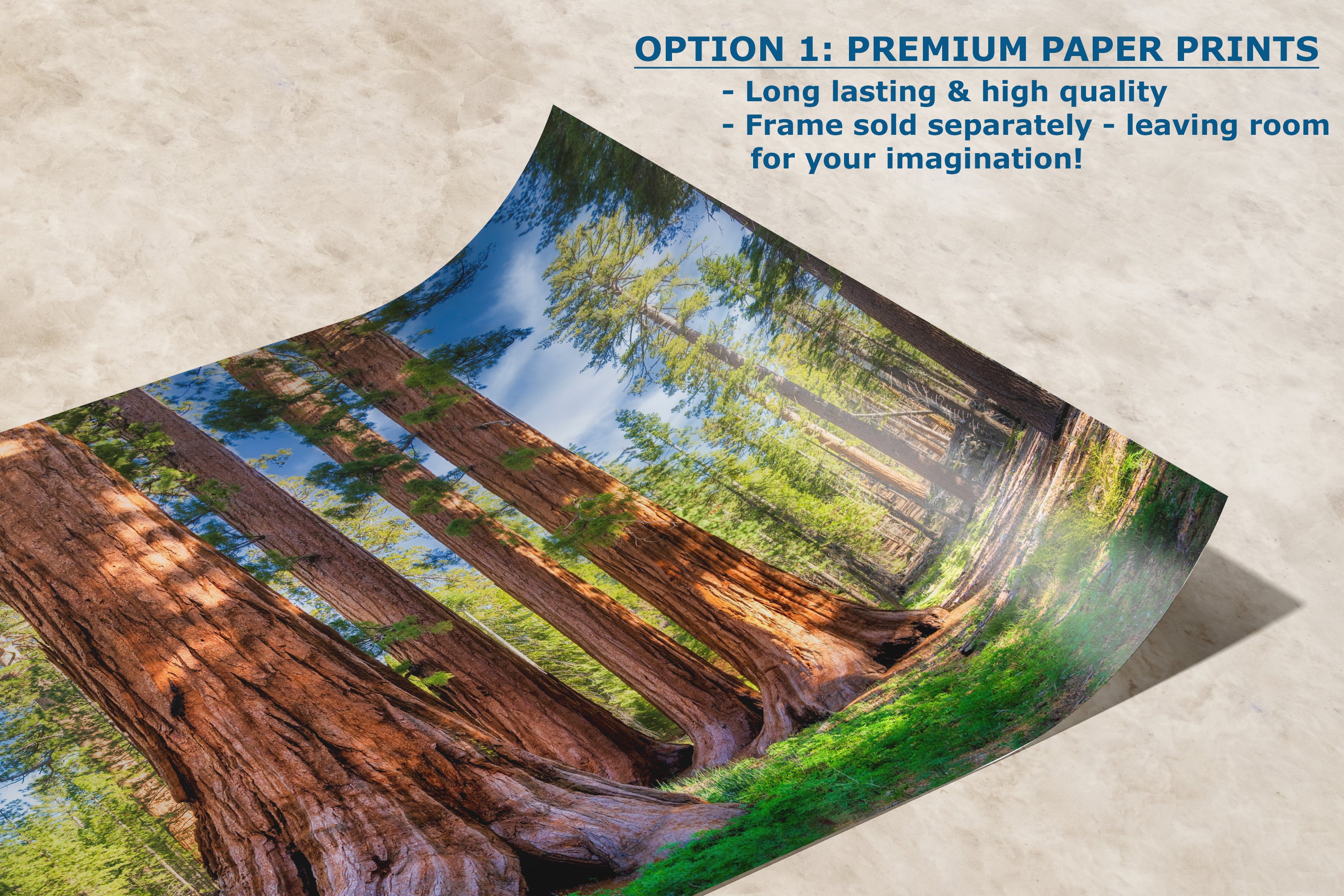 Giant Sequoia Tree Forest Picture Nature Photo, Redwood Trees Forest Bathing for Relaxation and Meditation in Living Room and Office