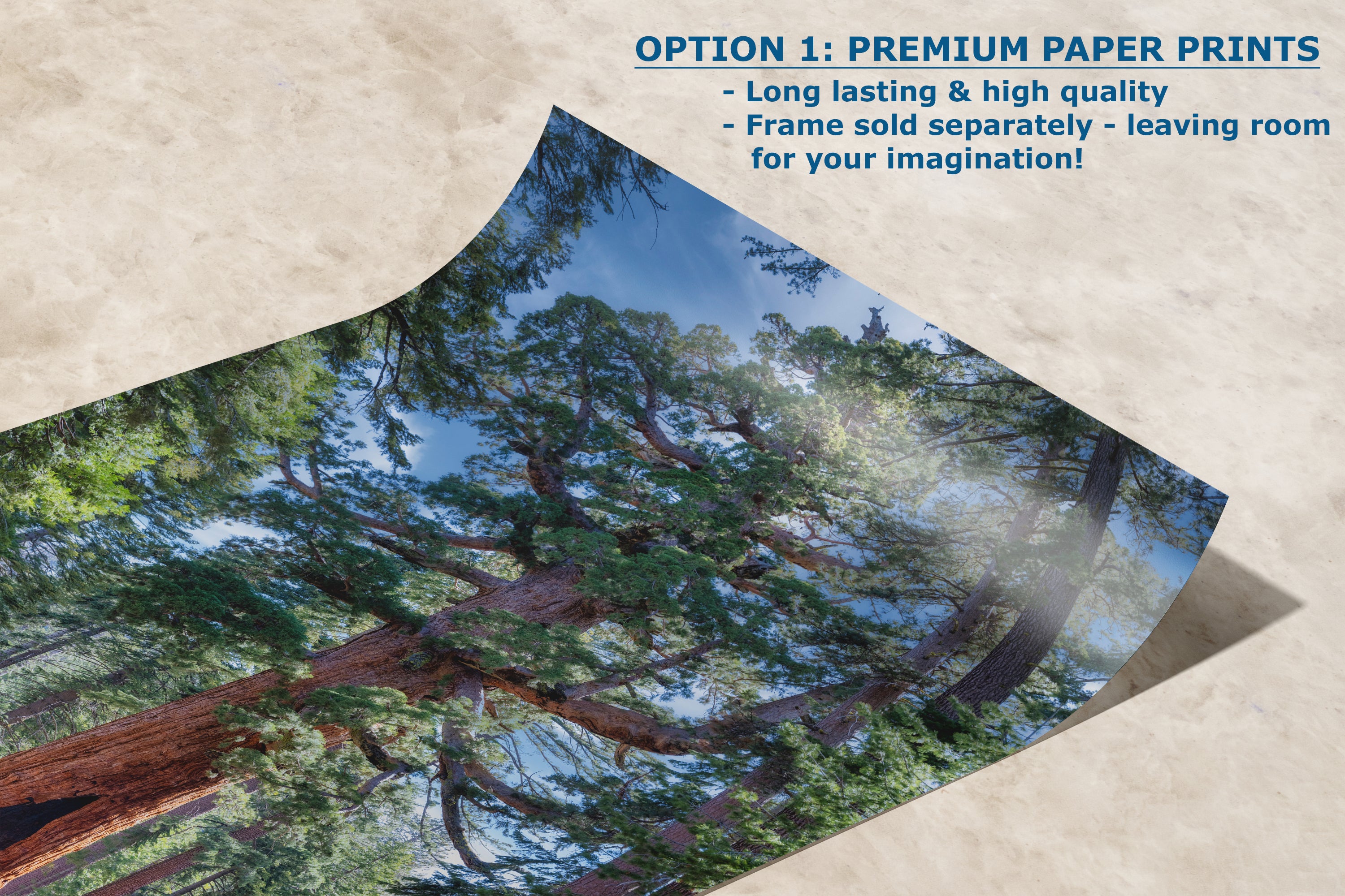 Giant Sequoia Tree Forest Picture Nature Photo, Yosemite Redwood Trees, Mariposa Grove Tree Hugger Decor, Forest Bathing for Relaxation