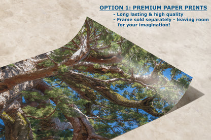 Giant Sequoia Tree Forest Picture Nature Photo, Yosemite Mariposa Grove Redwood Trees, Forest Bathing Relaxation Artwork for Nature Lovers