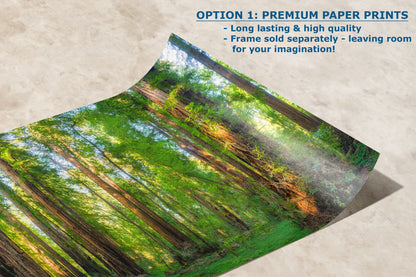 Redwood Trees Forest Picture Nature Photo, Forest Bathing Relaxation Artwork for Calming Meditation, Office and House Decor