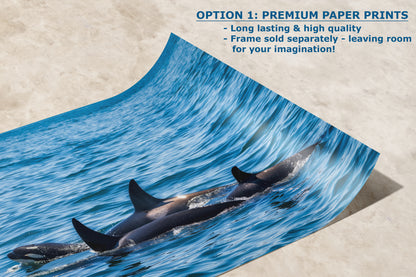 Orca Whale Marine Mammal Wildlife Photography, Killer Whale Ocean Art Print for Nature Lovers and Ocean Enthusiasts
