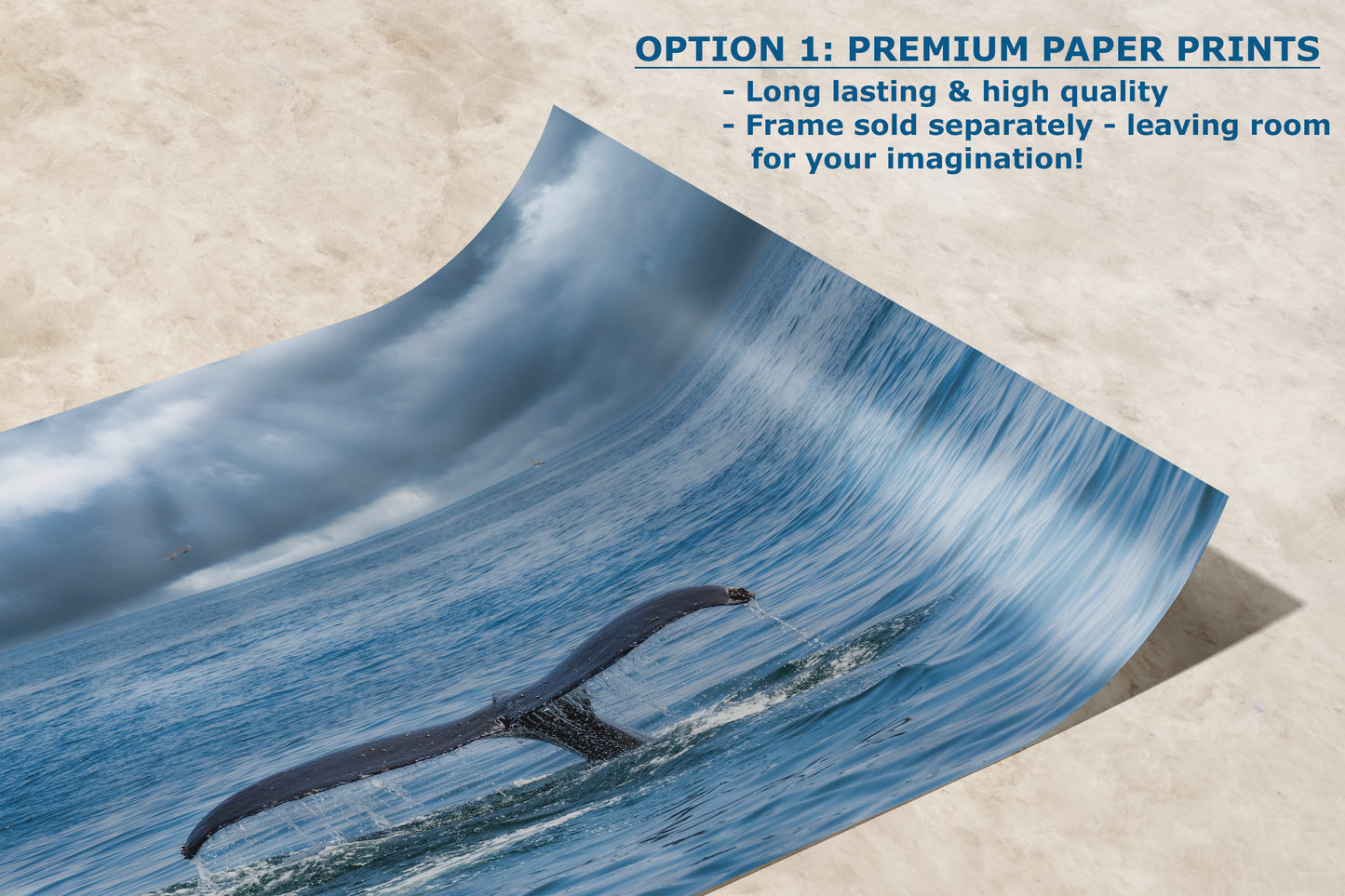 Humpback Whale Marine Mammal Wildlife Photography | Monterey Bay Ocean Scene Art Print for Nature Lovers and Marine Conservation Decor